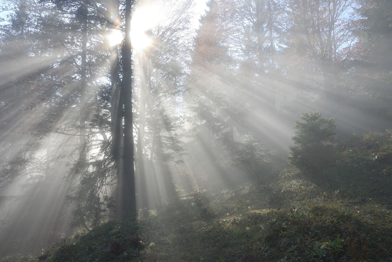 Nikon D80 sample photo. Sun, light, backlighting photography