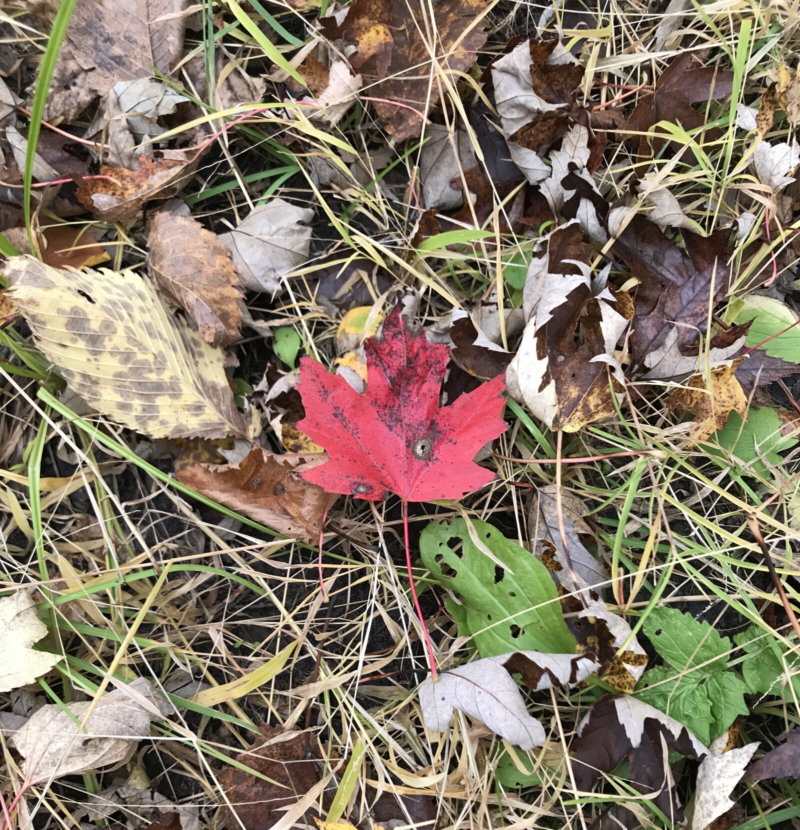 iPhone 7 back camera 3.99mm f/1.8 sample photo. Red, flower, fall photography
