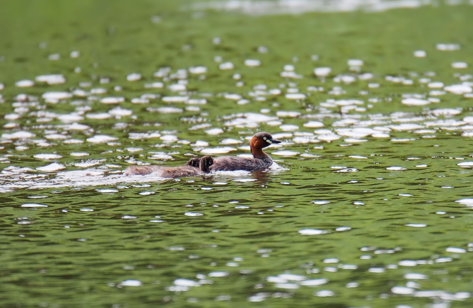 Olympus OM-D E-M1 sample photo. Little grebe, wild, bird photography