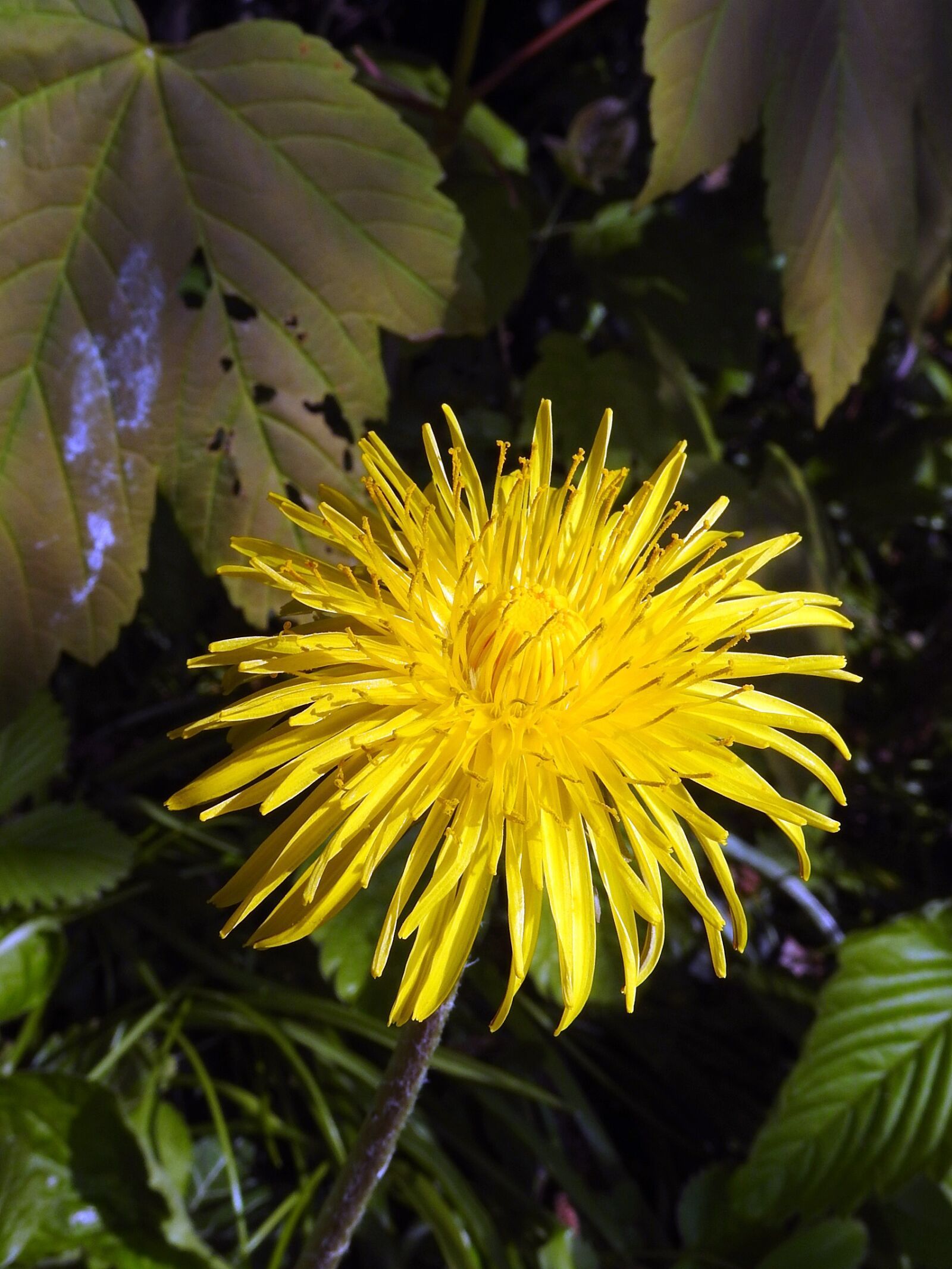 Nikon Coolpix P900 sample photo. Flower, blossom, bloom photography