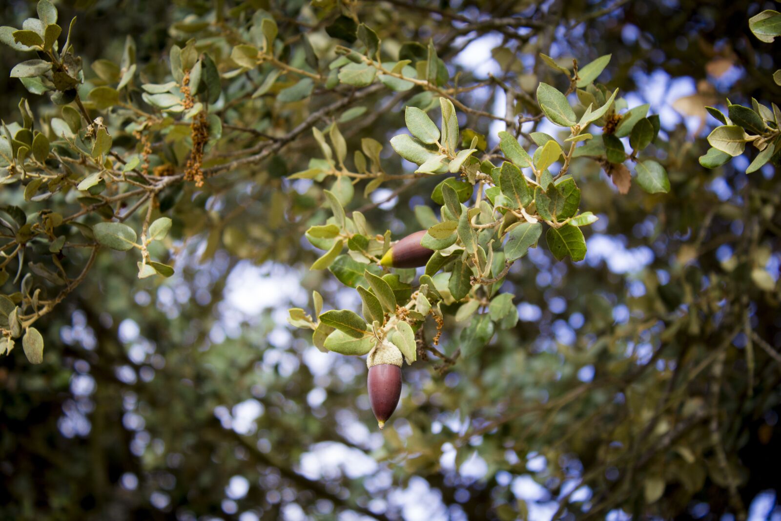 Canon EOS 1200D (EOS Rebel T5 / EOS Kiss X70 / EOS Hi) sample photo. Tree, nature, plant photography