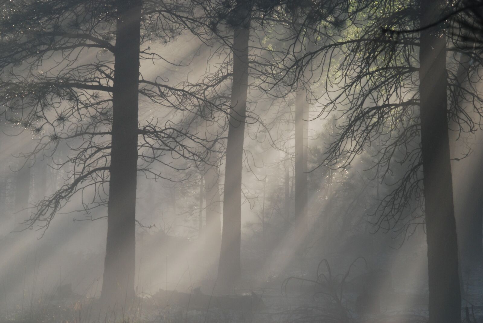 Nikon D80 sample photo. Light, shadows, mist photography