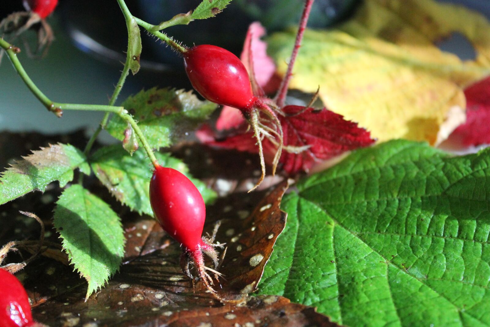 Canon EOS 1100D (EOS Rebel T3 / EOS Kiss X50) sample photo. Herbal, rosehip, leaf photography