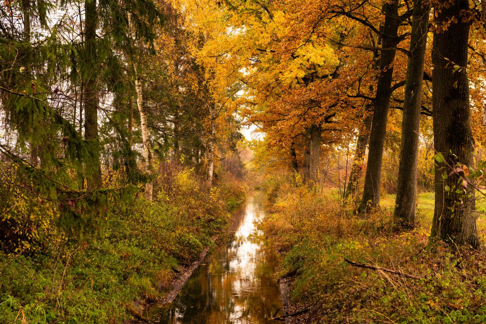 Nikon D810 sample photo. Autumn, bach, forest photography