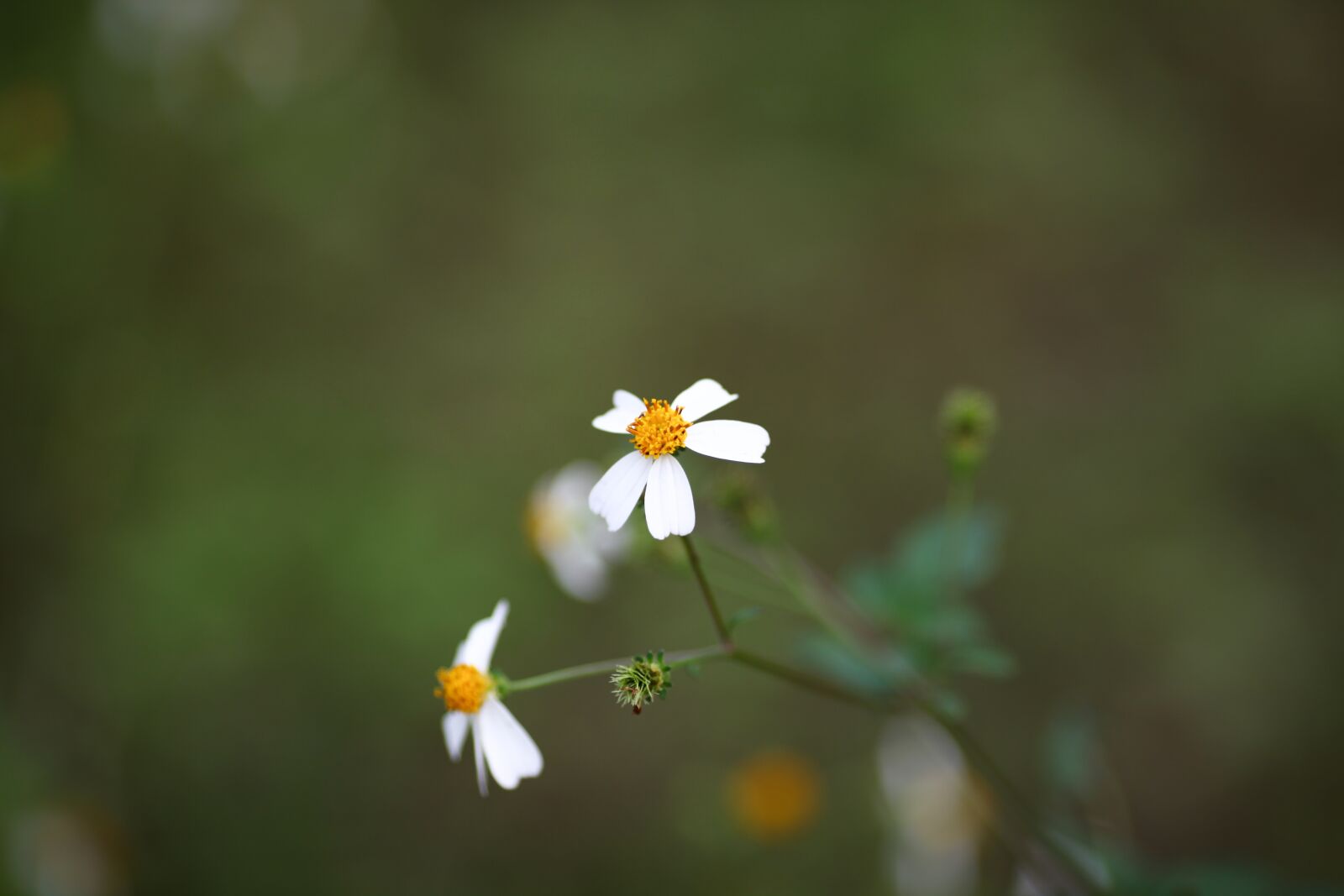 Canon EOS 5D Mark II sample photo. Backgrounds, chrysanthemum, nature photography
