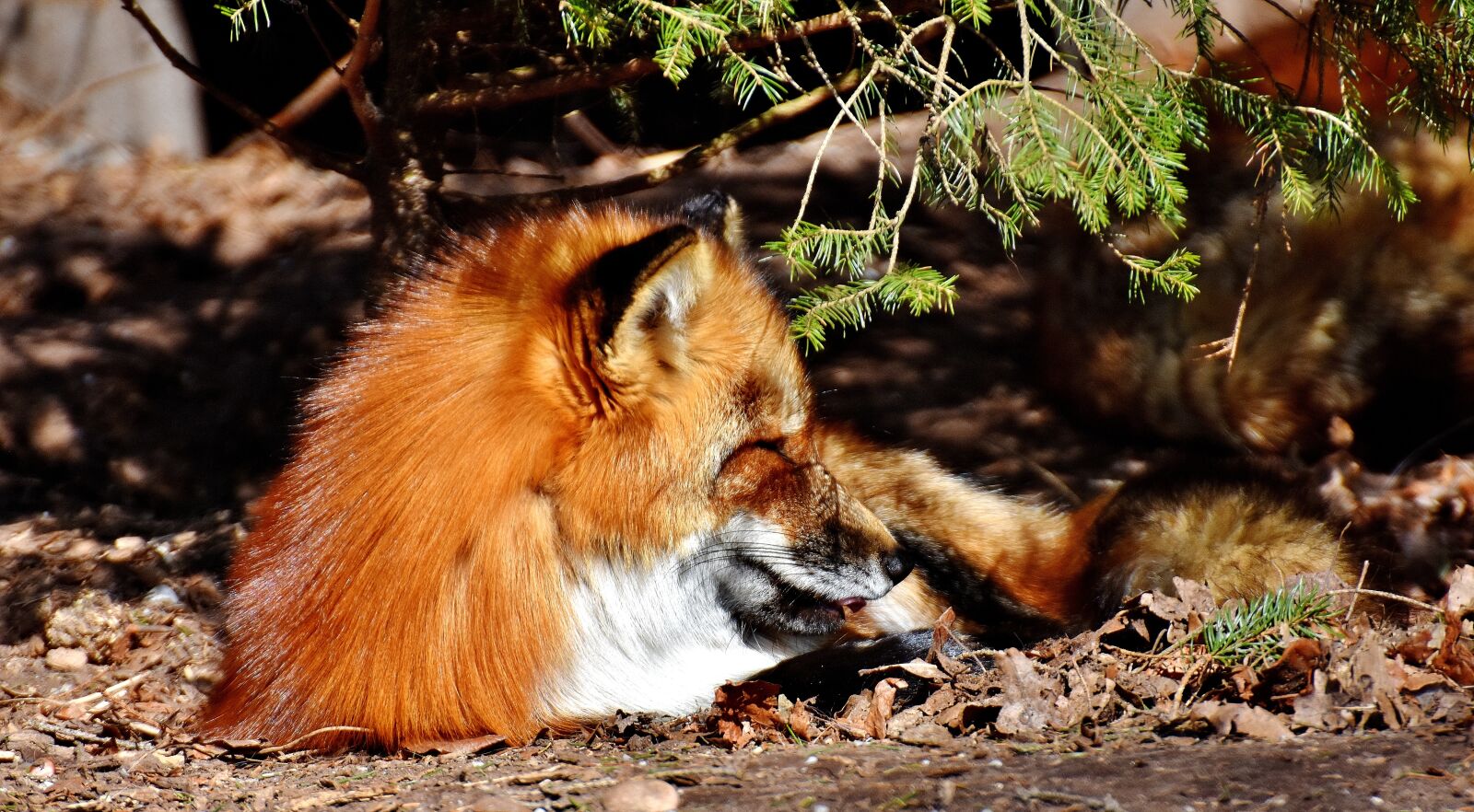 Nikon D7200 sample photo. Fuchs, sleep, pit photography