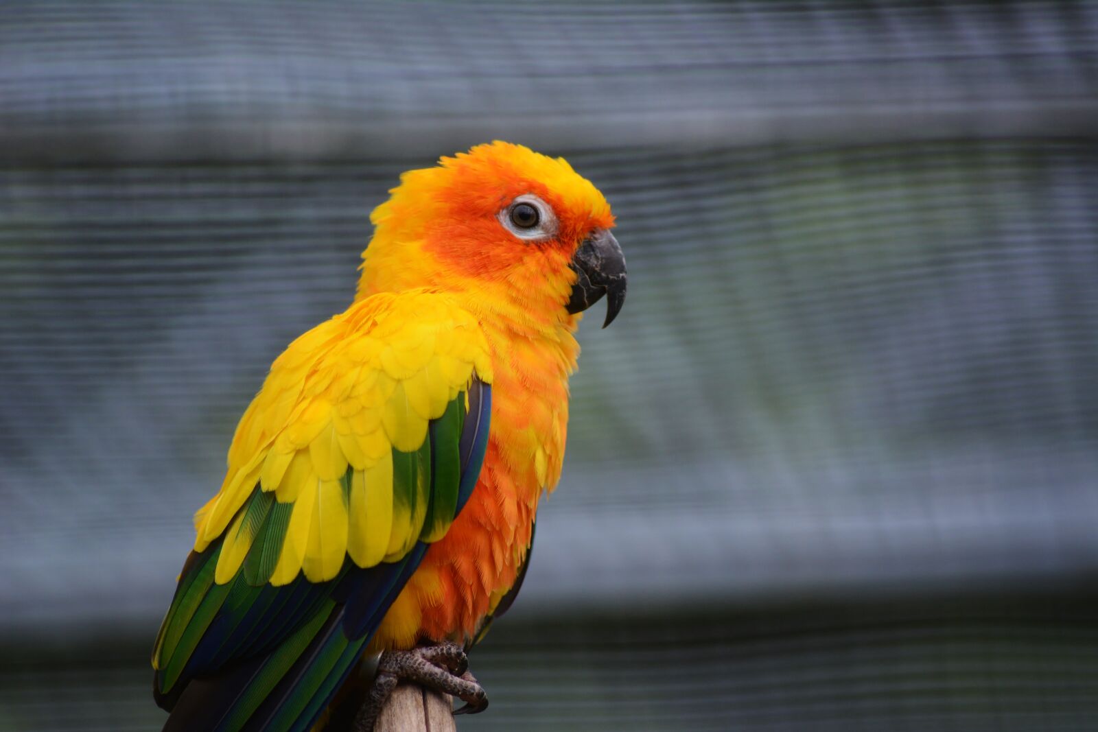 Nikon D5200 sample photo. Parrot, lori, animal world photography