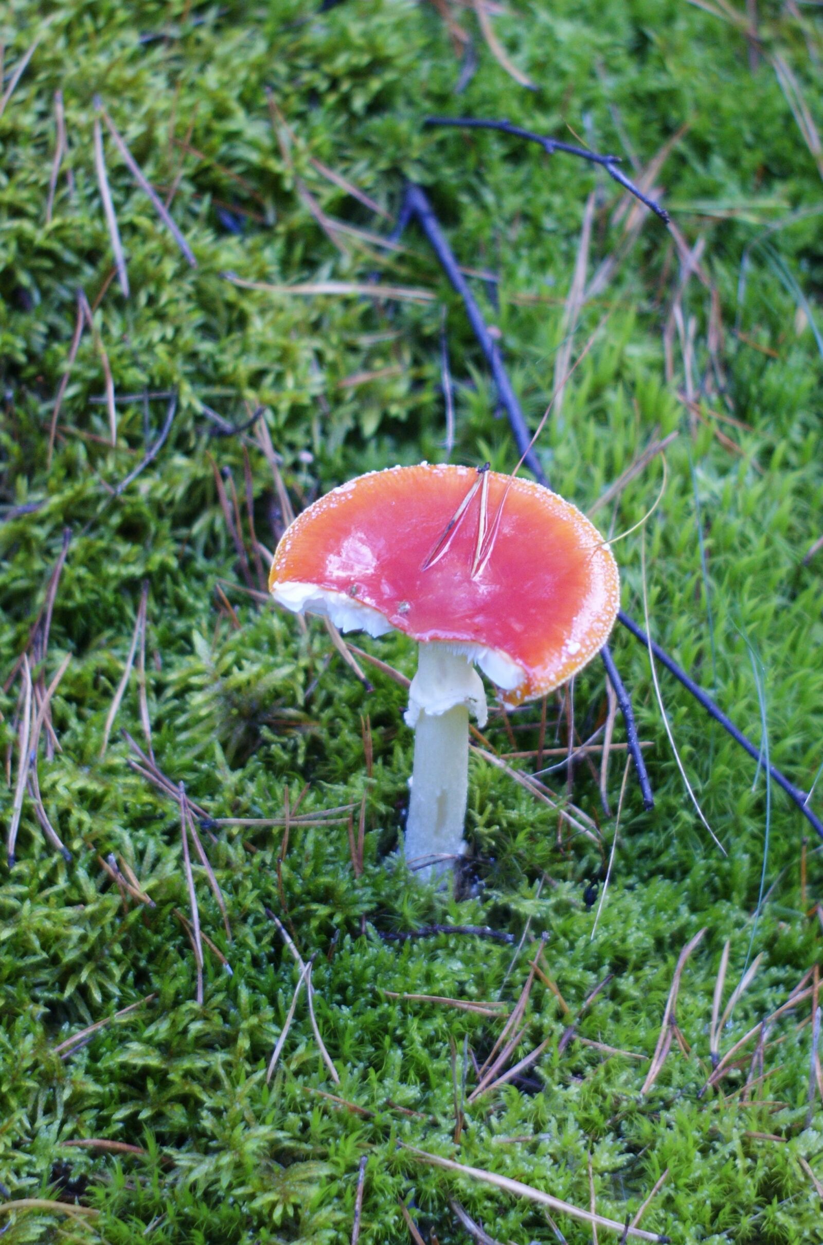 Sony Alpha DSLR-A290 sample photo. Toadstool, mushrooms, forest photography