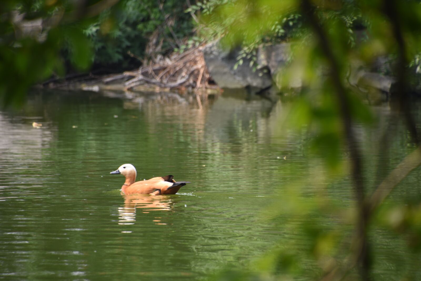 Nikon D7200 sample photo. Waterfowl, splash water, park photography