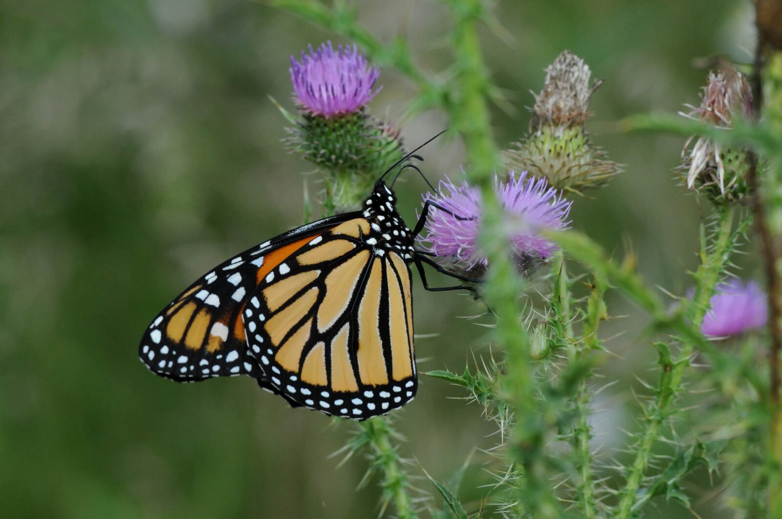 Nikon D300S sample photo. Monarch butterfly, flower, pinkish photography