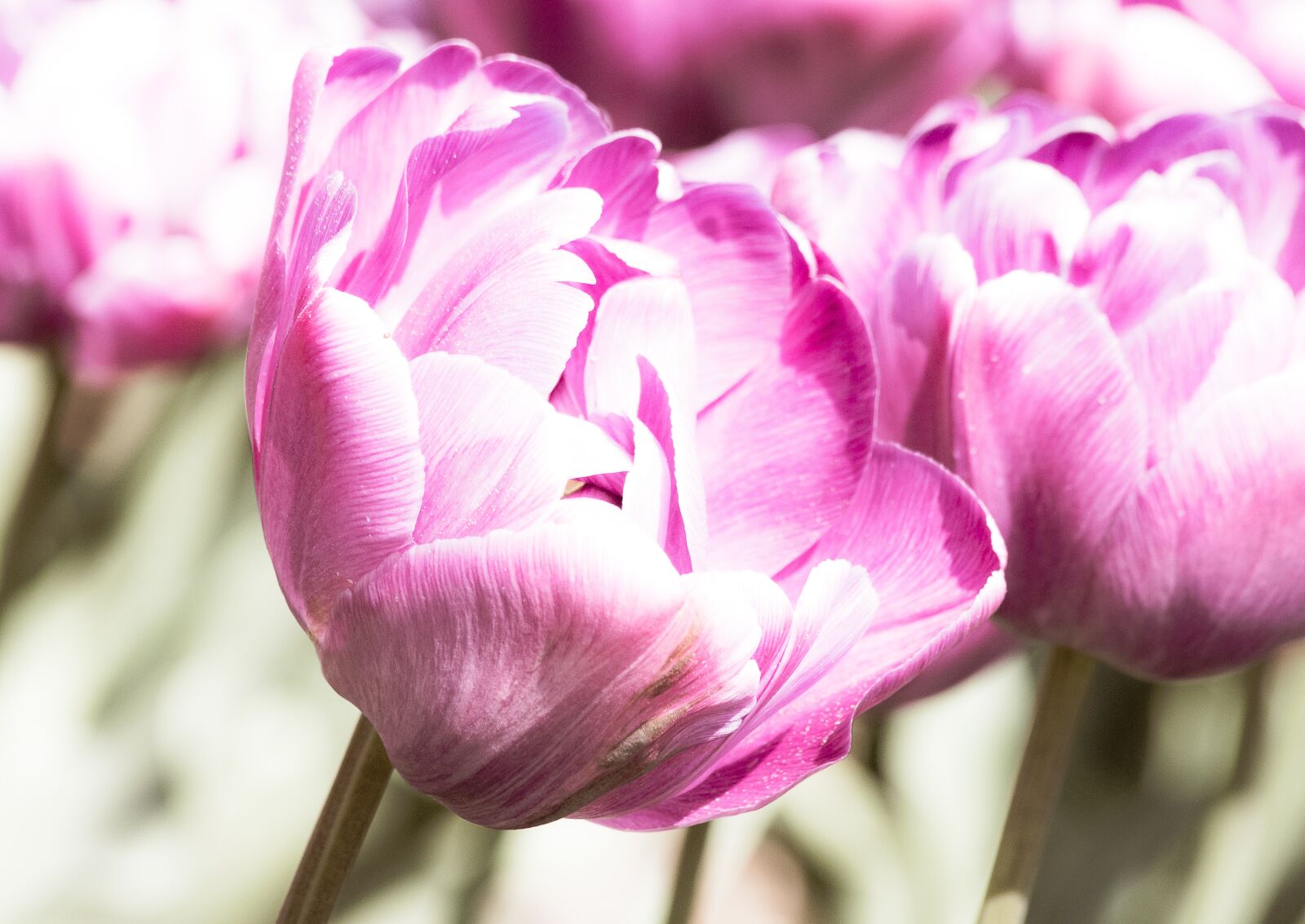 Canon EF 70-300mm F4-5.6 IS USM sample photo. Tulip, flower, plant photography