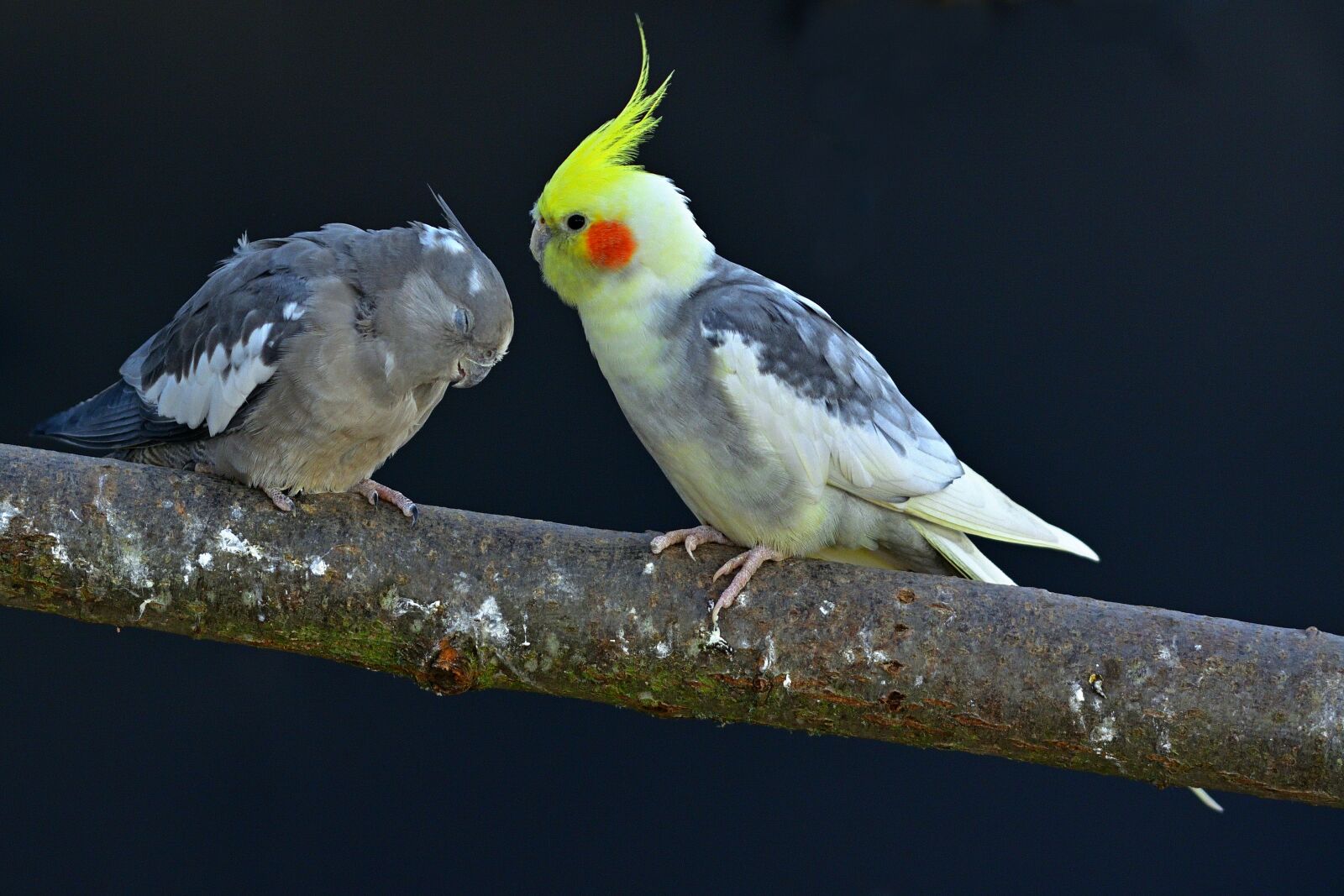 Nikon D5200 sample photo. Animal world, parakeets, bird photography
