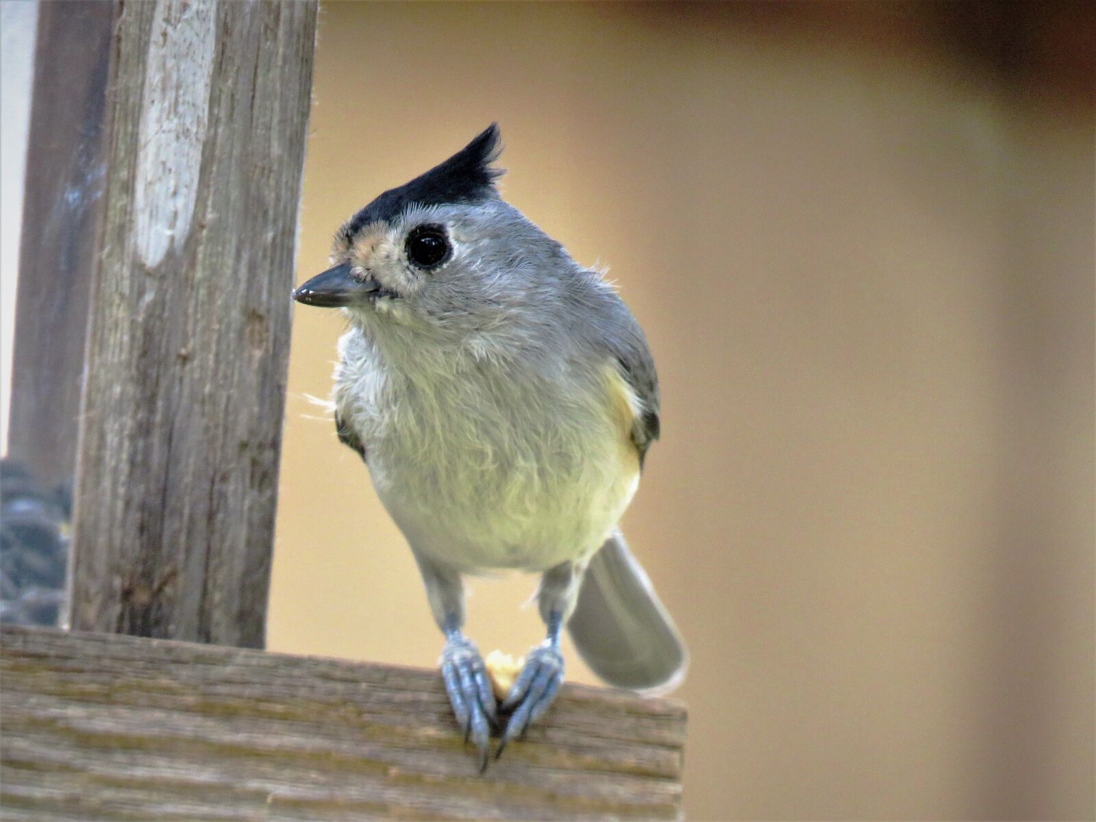 Canon PowerShot SX60 HS sample photo. Bird, cute, close up photography