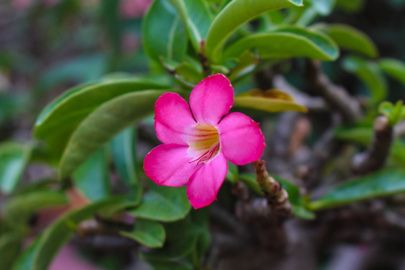 Canon EOS 700D (EOS Rebel T5i / EOS Kiss X7i) sample photo. Invited to visit, flower photography