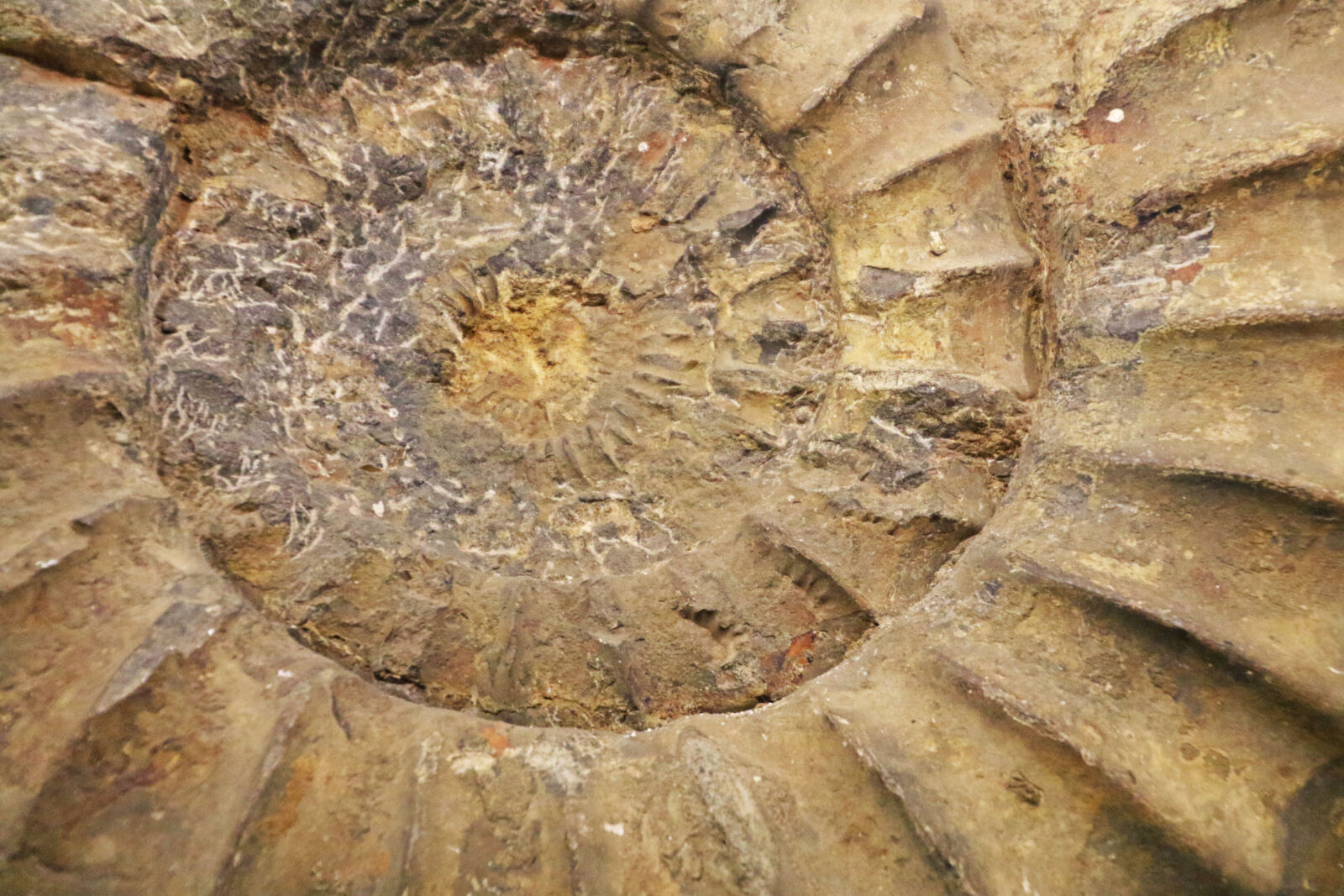 Canon EOS 7D Mark II sample photo. Background, brown, circle, fibonacci photography