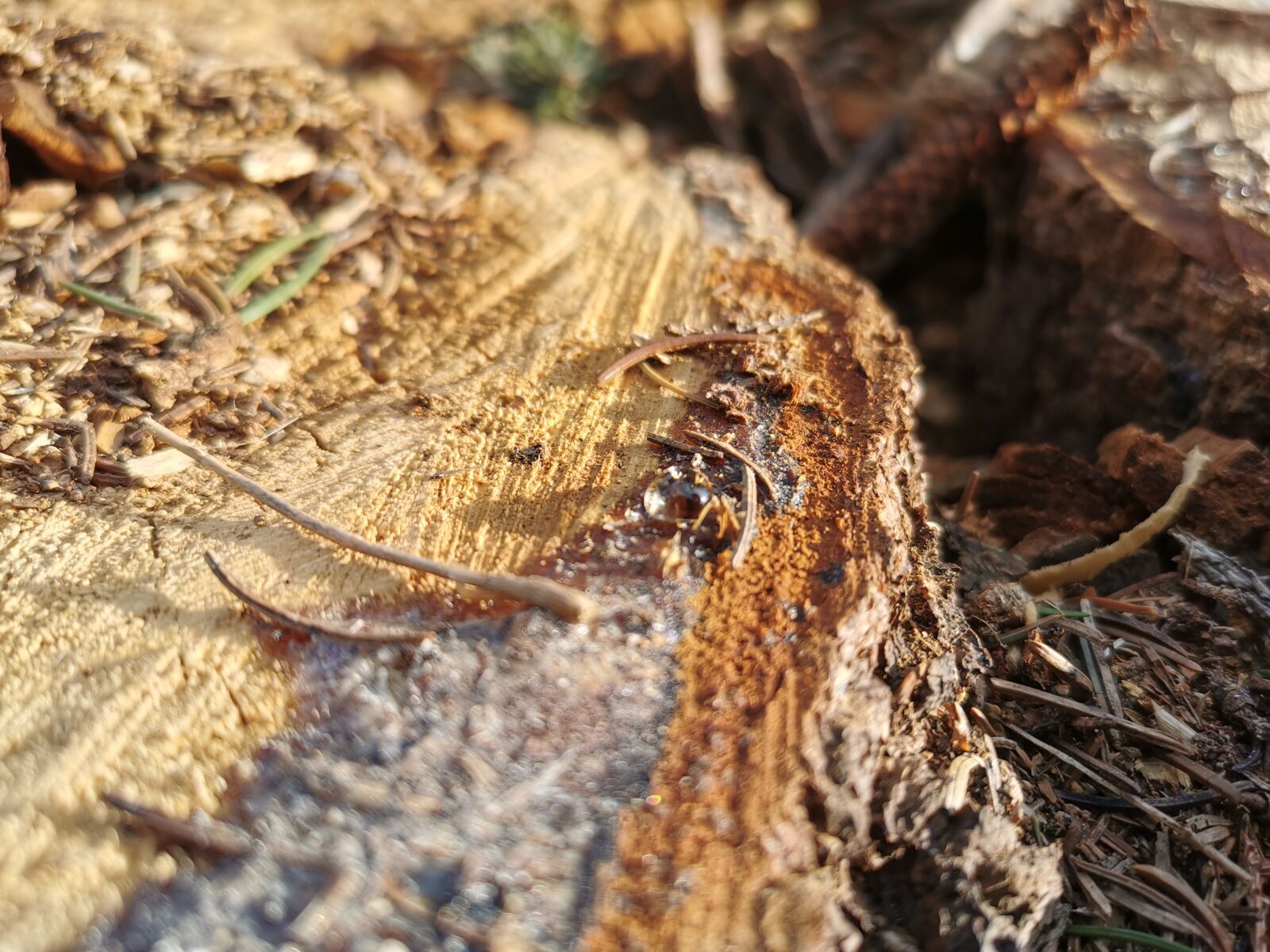 HUAWEI P30 sample photo. Log, resin, tree photography