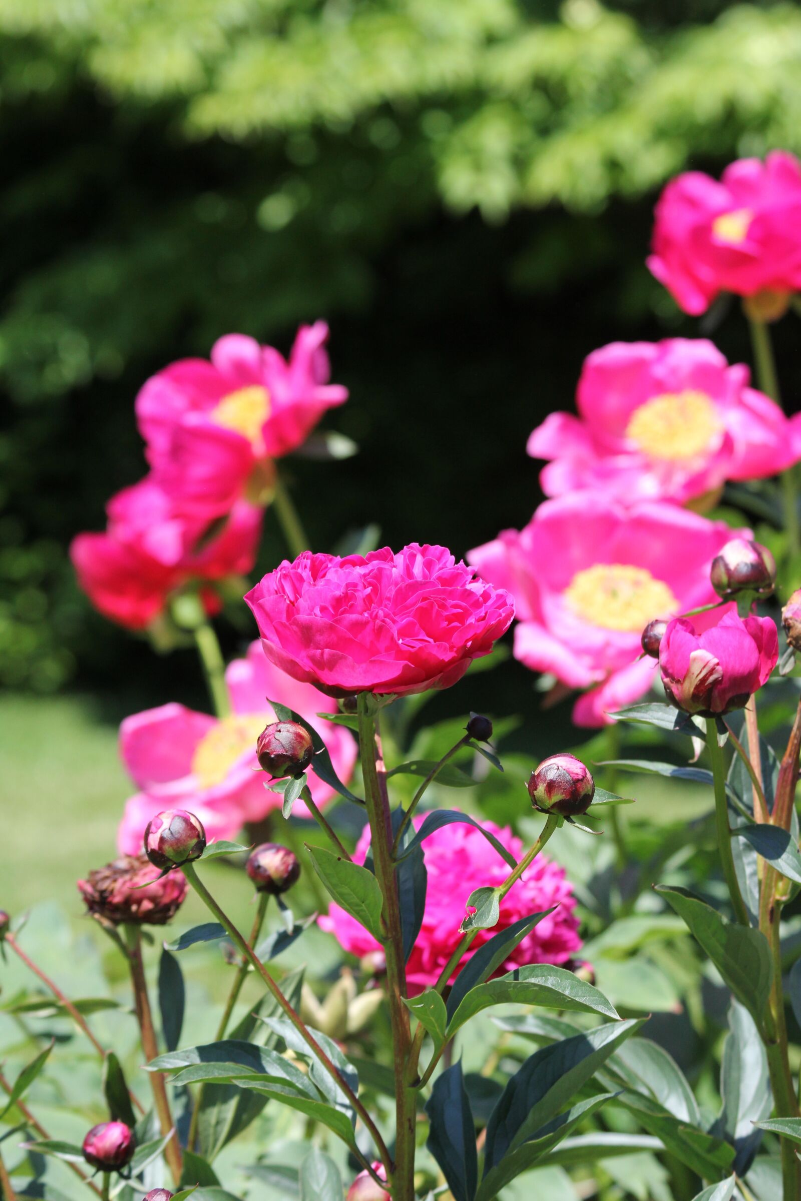Canon EF 70-300mm F4-5.6 IS USM sample photo. Vibrant flowers, pink, magenta photography