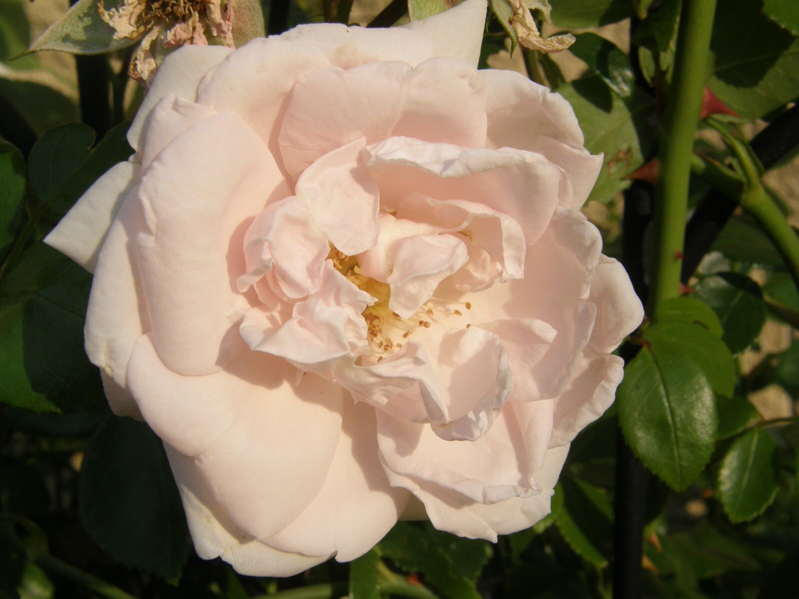 Olympus SP550UZ sample photo. Rose, flower, blossom photography