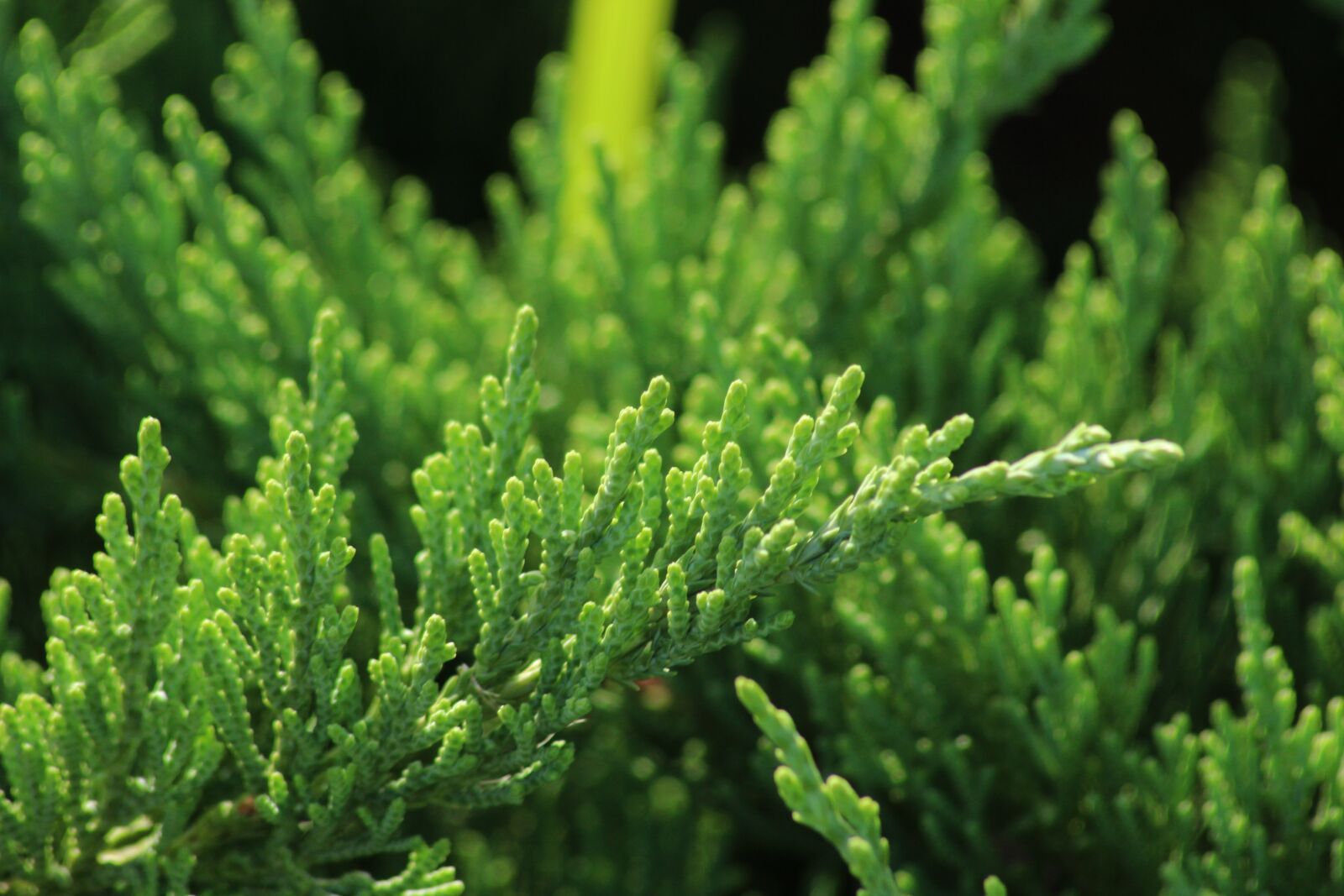 Canon EOS 600D (Rebel EOS T3i / EOS Kiss X5) sample photo. Pine, plant, branch photography