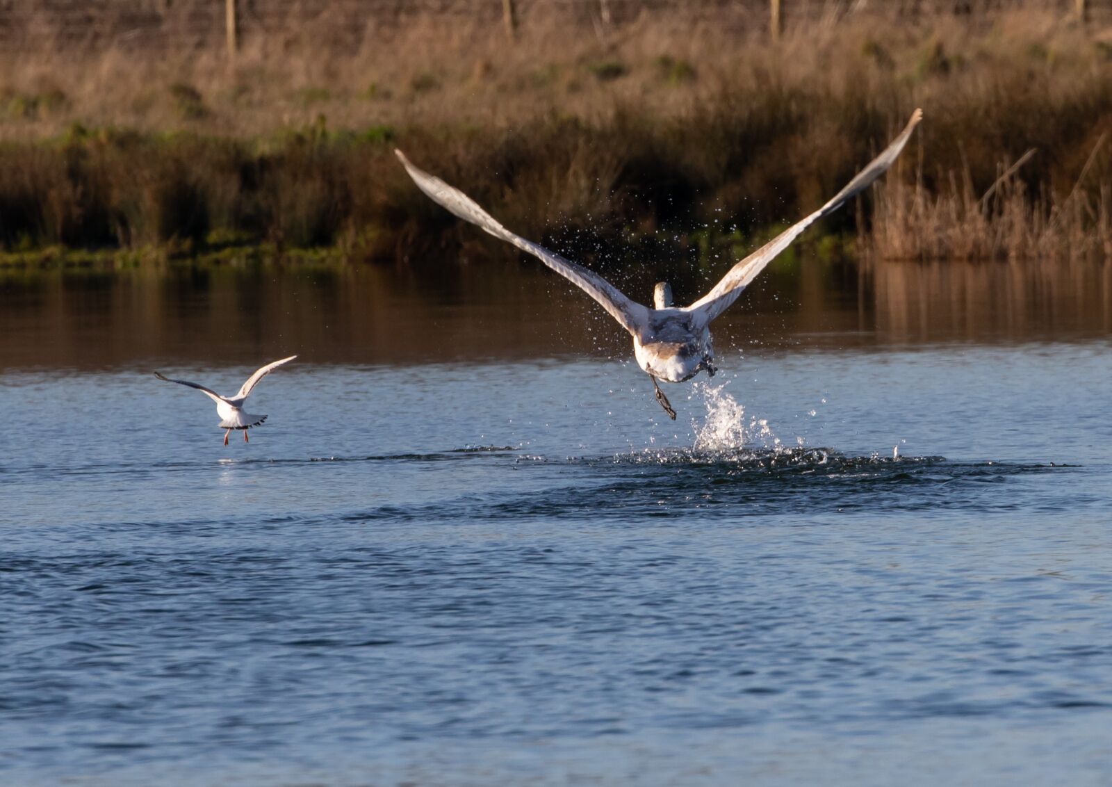 Canon EOS 7D Mark II sample photo. Swan taking off, swan photography