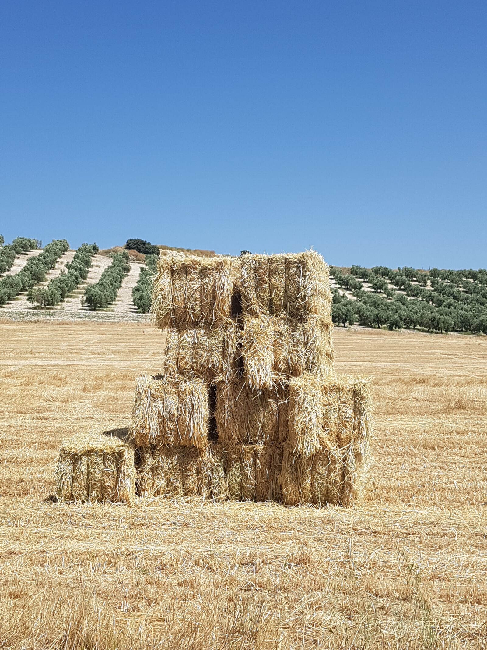 Samsung Galaxy S7 Edge sample photo. Field, wheat, nature photography