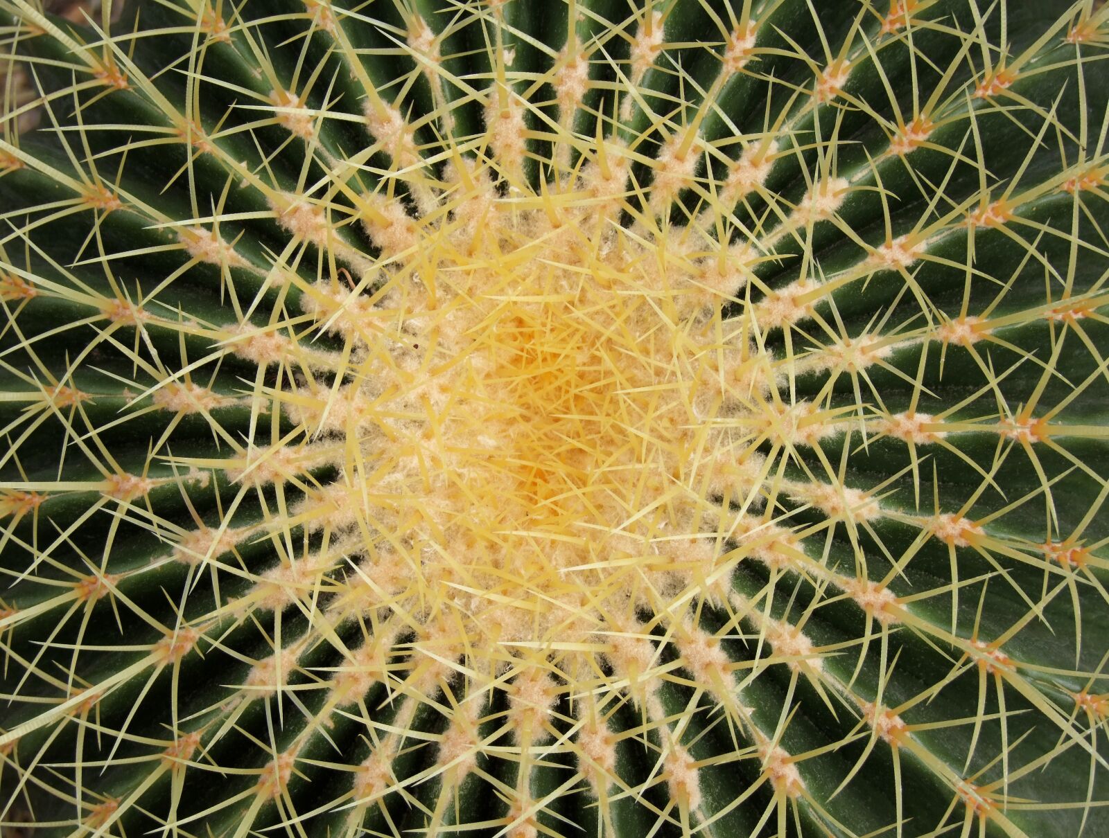 Fujifilm FinePix S100fs sample photo. Cactus, flower, spikes photography
