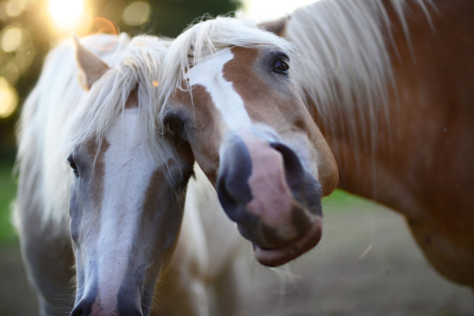 Nikon D800E sample photo. Horses, animals, love photography