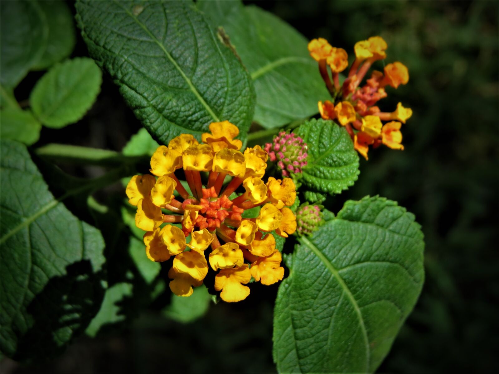 Canon PowerShot SX50 HS sample photo. Tiny flowers, yellow, orange photography