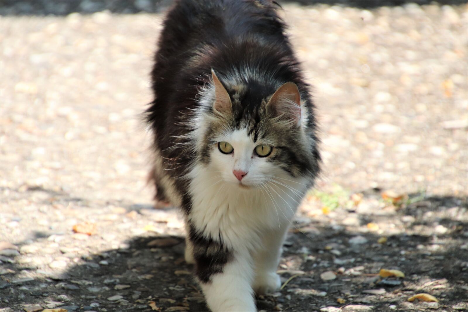 Canon EOS 800D (EOS Rebel T7i / EOS Kiss X9i) sample photo. Cats, felines, pets photography