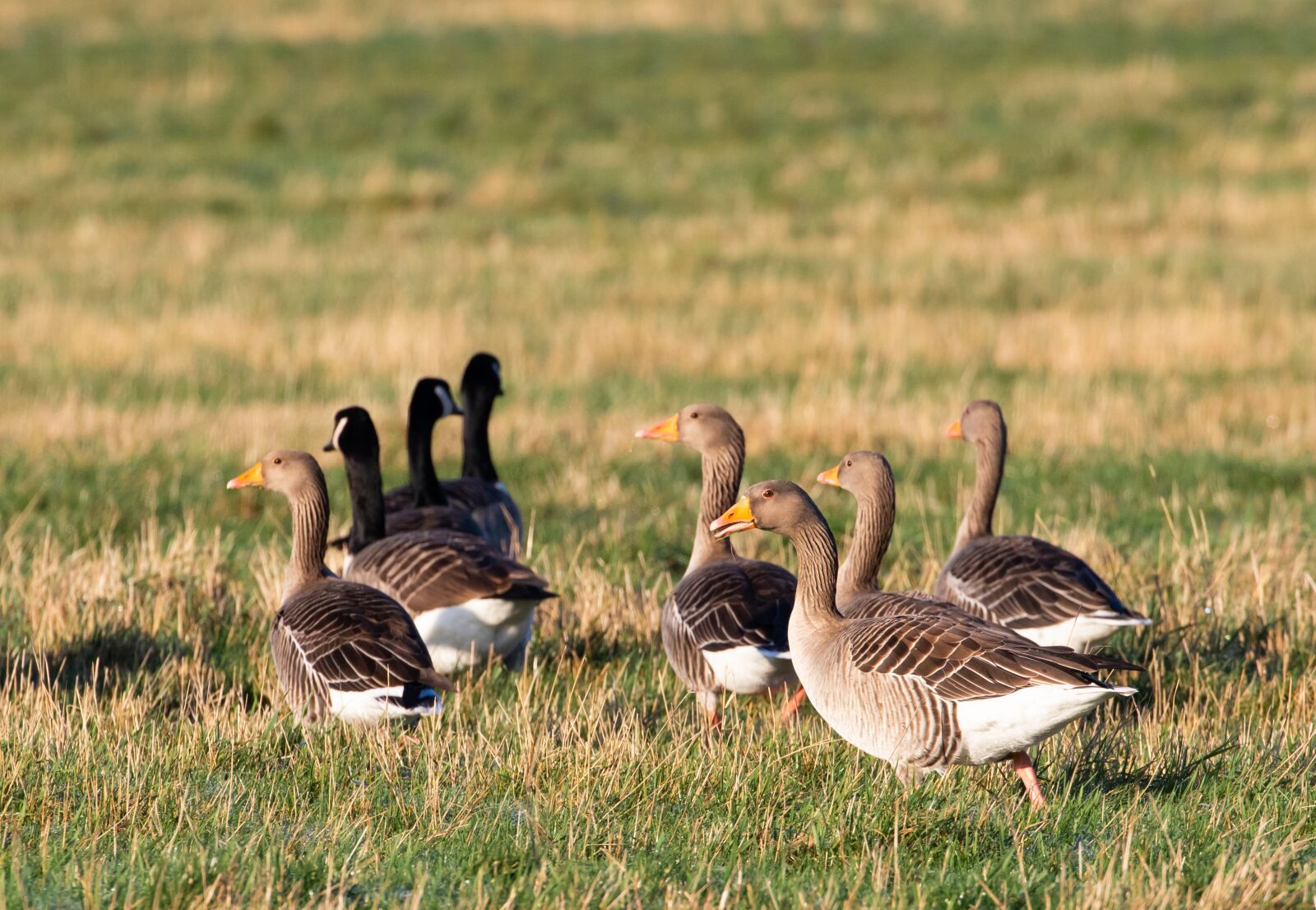 Canon EOS 7D Mark II sample photo. Greylag geese, geese, canadian photography