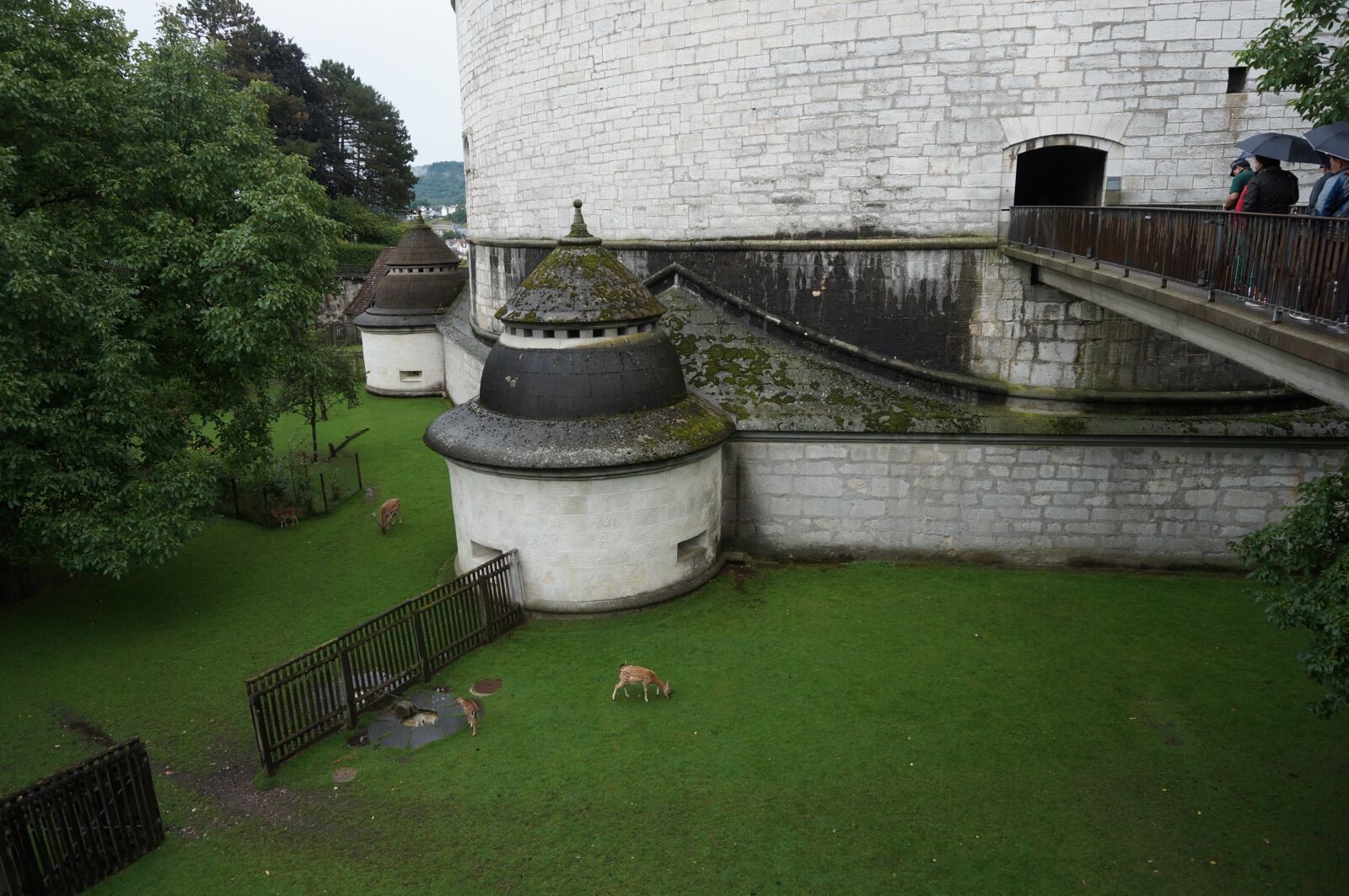 Sony Alpha NEX-3N sample photo. Swiss, schaffhausen, deer photography
