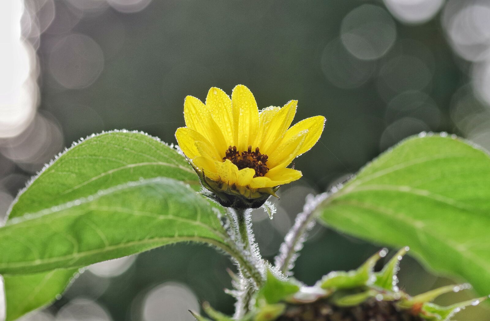 Pentax K-30 sample photo. Sunflower, flower, autumn photography