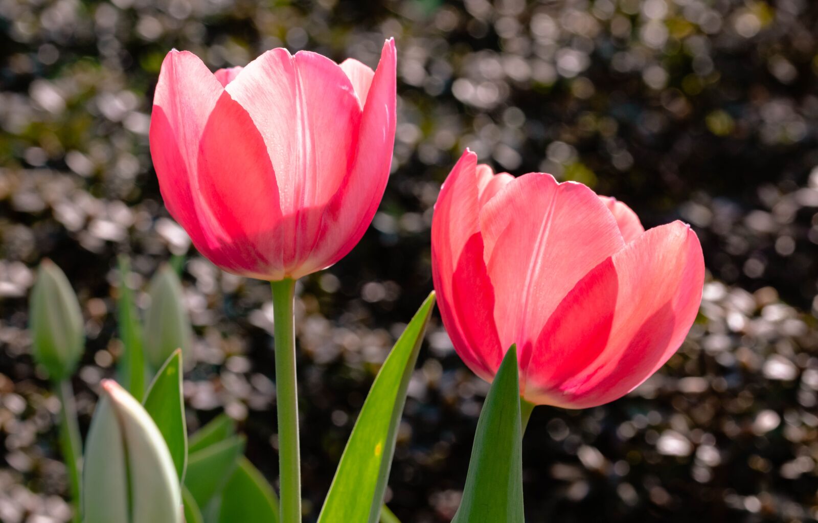 Canon EF 100mm F2.8L Macro IS USM sample photo. Nature, flower, tulip photography