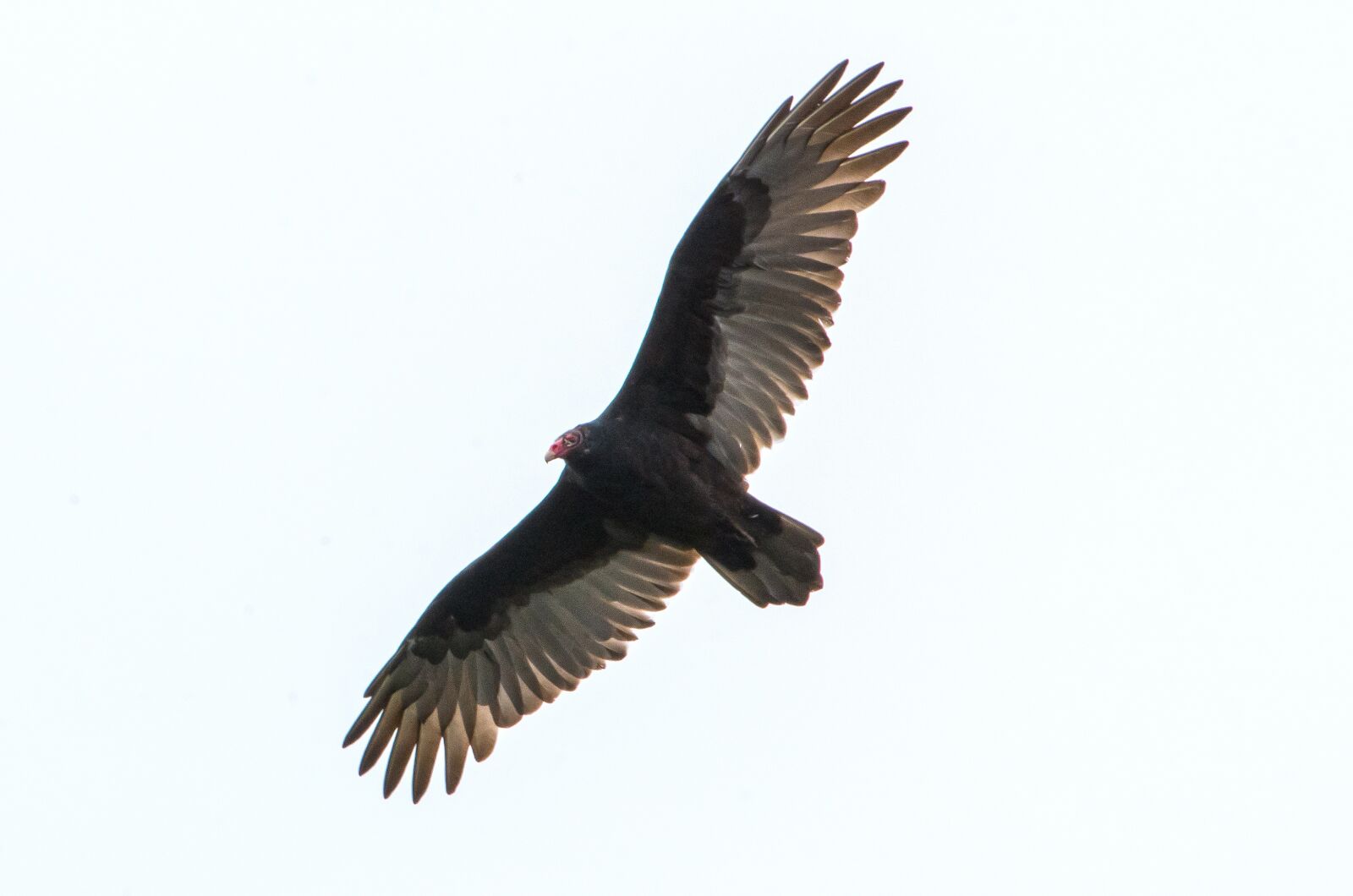 Nikon D7200 sample photo. Bird, flight, feathers photography