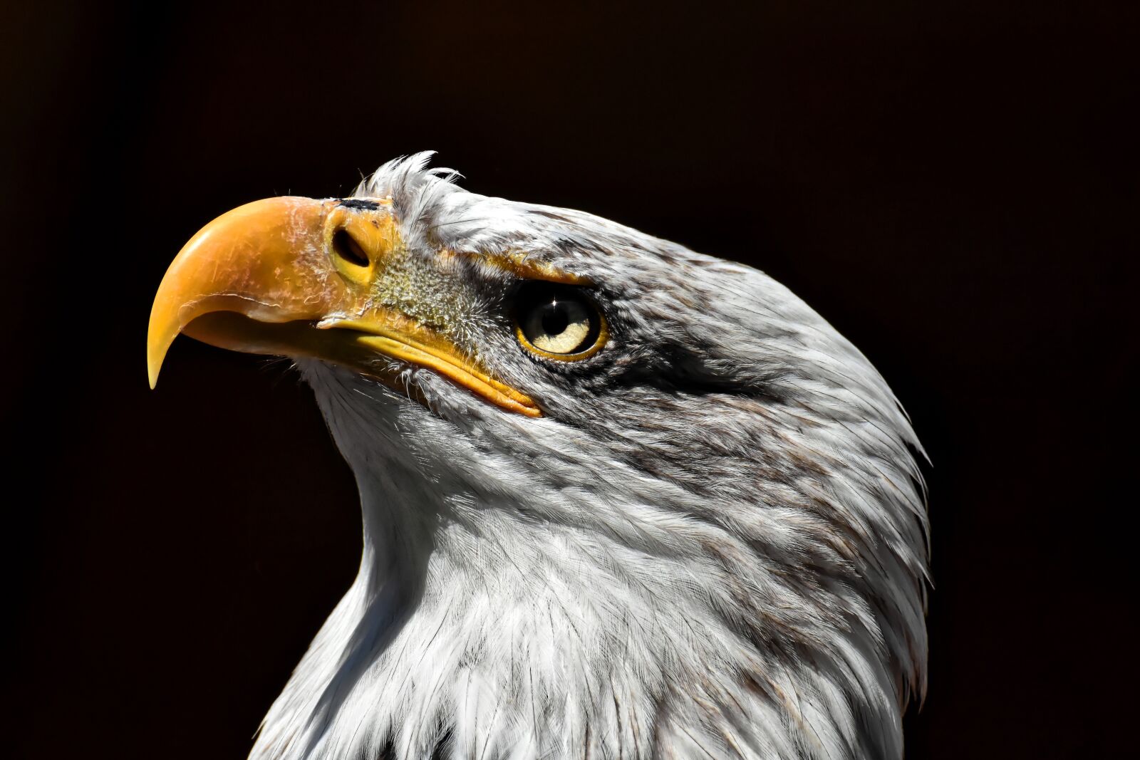 Nikon D7200 sample photo. Adler, bald eagle, bird photography