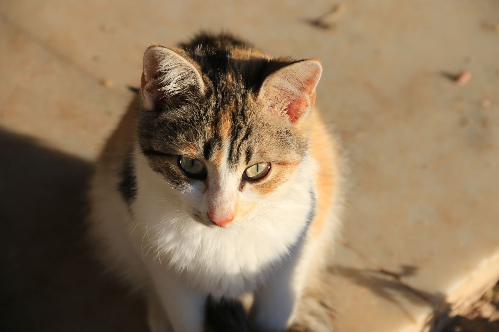 Canon EF-S 18-135mm F3.5-5.6 IS sample photo. Cat, animal, animal portrait photography