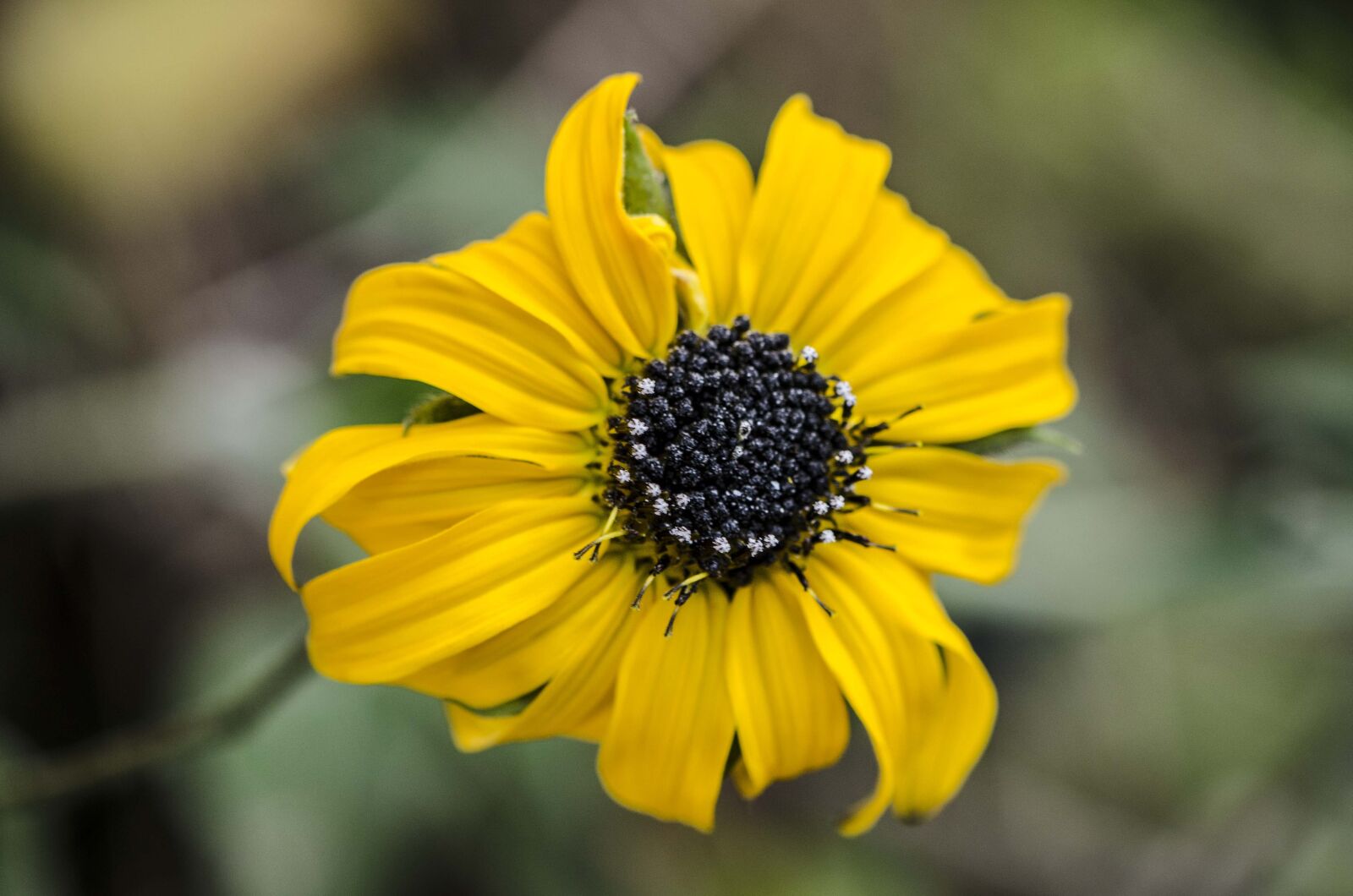 Nikon D5100 sample photo. Asteraceae, montane forest, peruvian photography