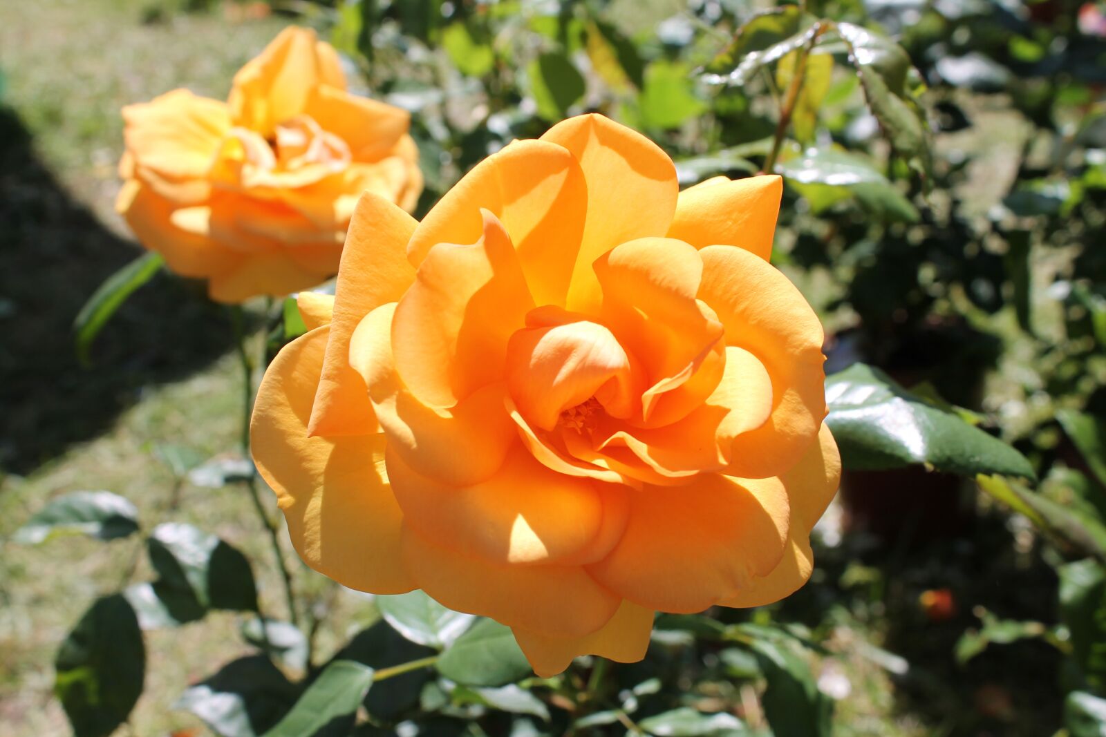 Canon EOS 1100D (EOS Rebel T3 / EOS Kiss X50) sample photo. Flower, rosa, franciacortainfiore photography