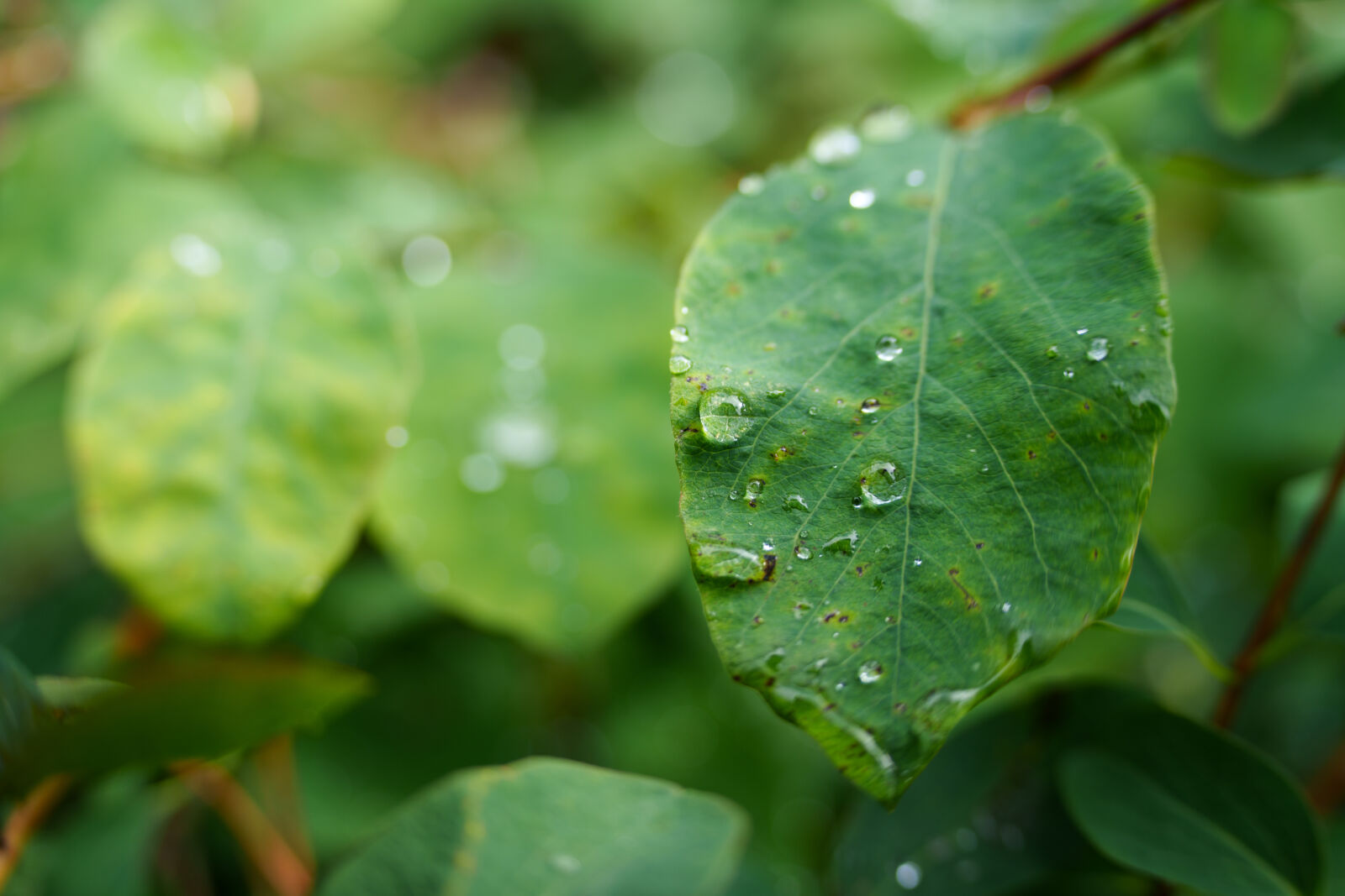 Sony a7R V sample photo. Droplet of the leaf photography