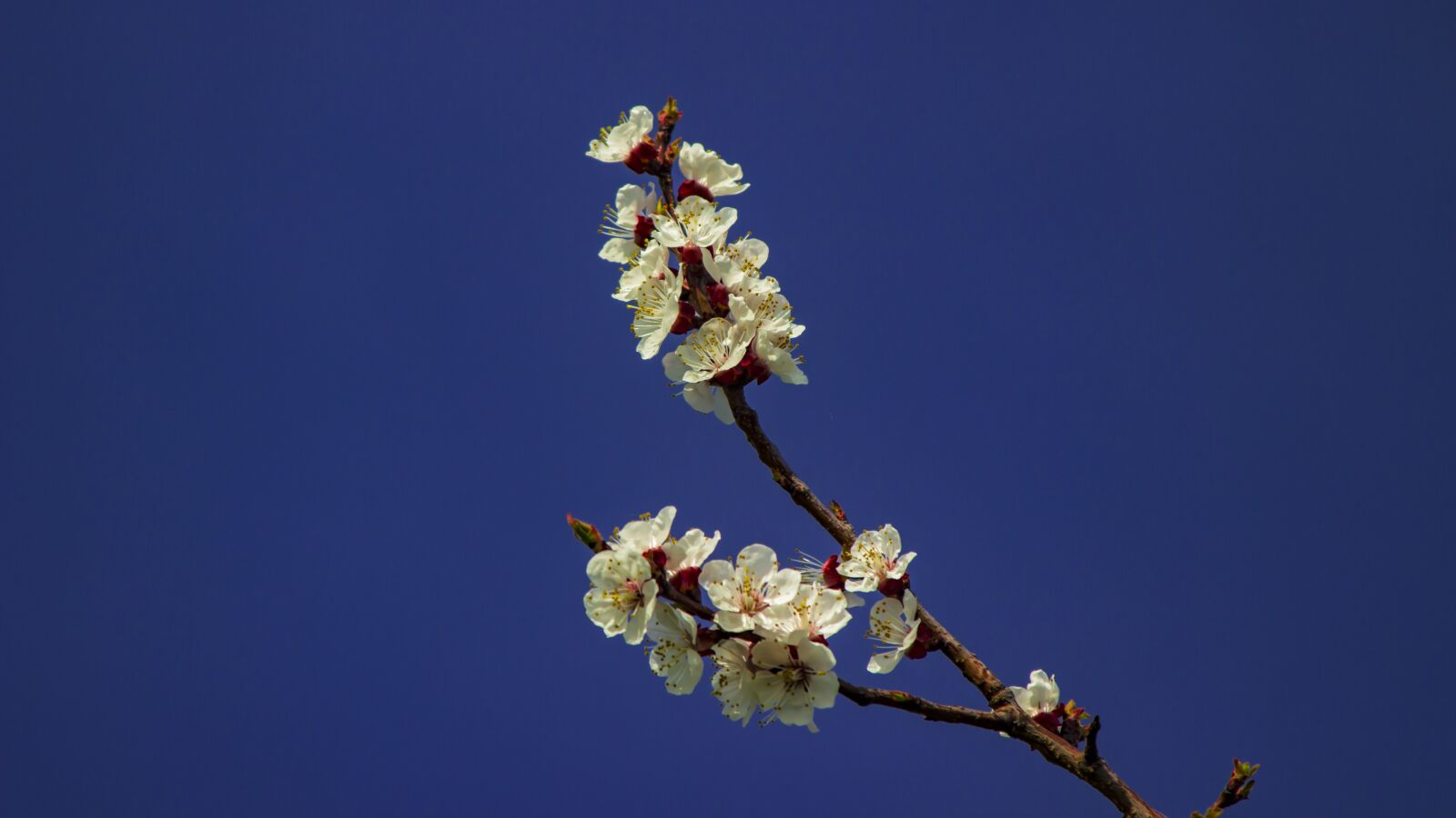 Canon EF 28-135mm F3.5-5.6 IS USM sample photo. Apricot blossom, wachau, austria photography