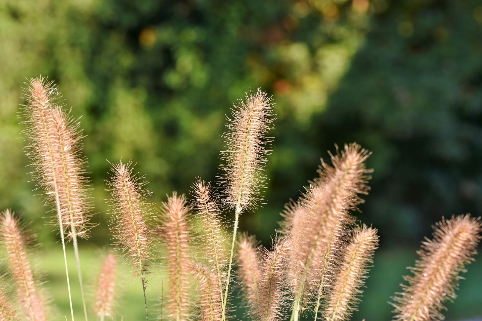Nikon D7200 sample photo. Reed, plant, landscape photography