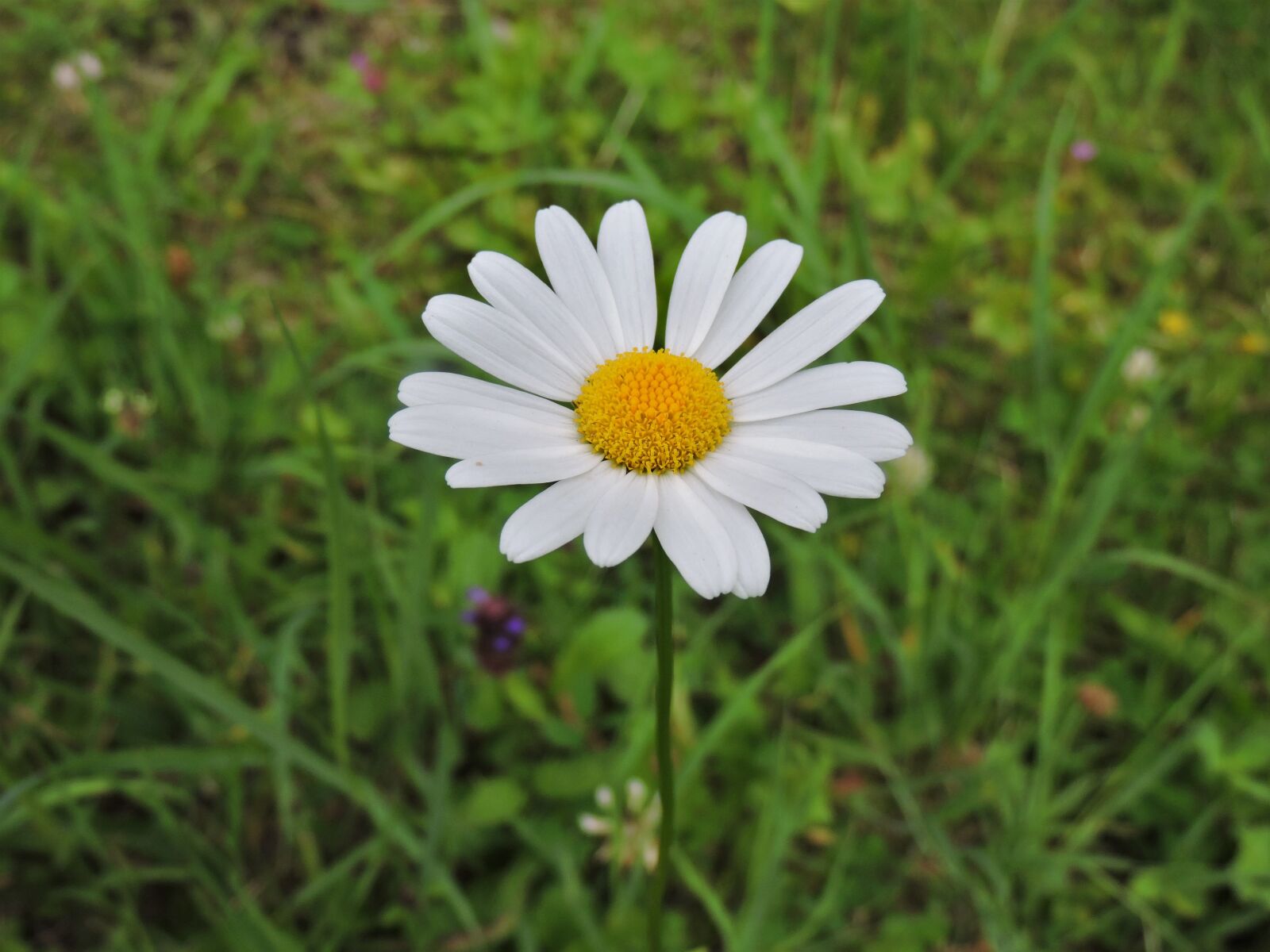 Nikon Coolpix P530 sample photo. Marguerite, white, meadow photography