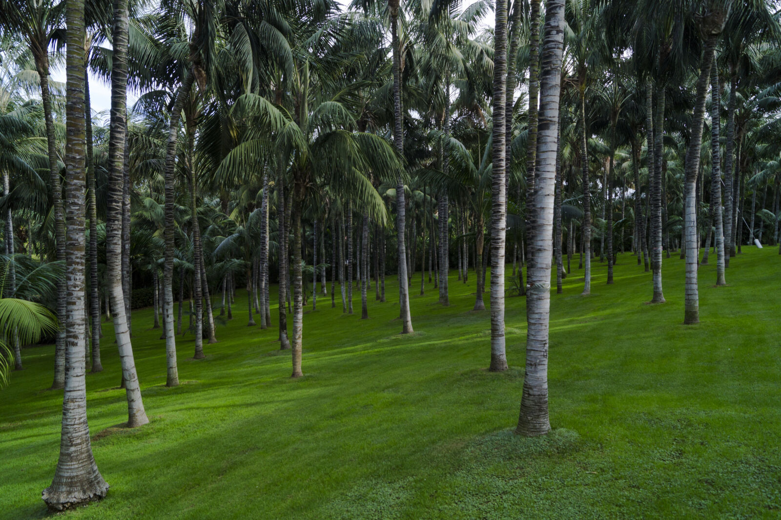 Sony DT 18-55mm F3.5-5.6 SAM II sample photo. Palms, palm, trees, tree photography
