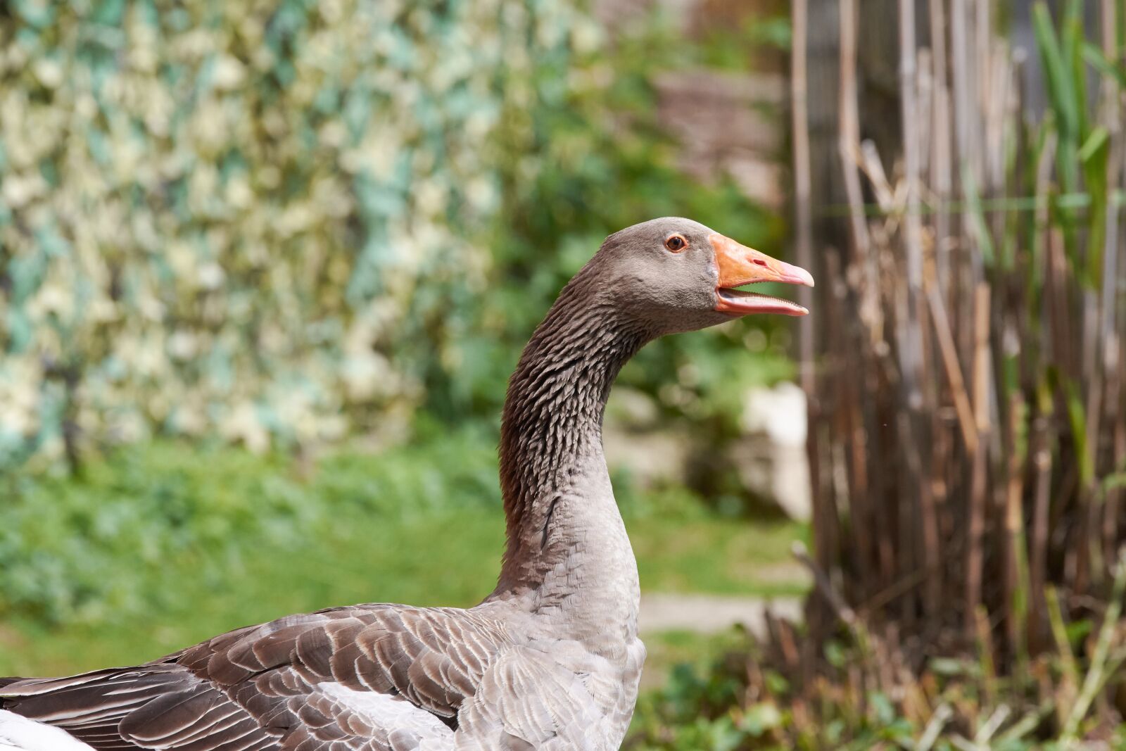 Nikon AF-S Nikkor 200-500mm F5.6E ED VR sample photo. Goose, bill, bird photography