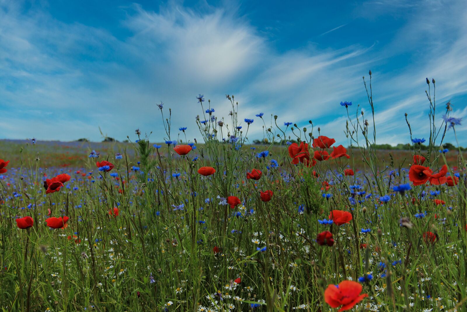 Canon EF-S 18-135mm F3.5-5.6 IS sample photo. Landscape, poppy, red photography