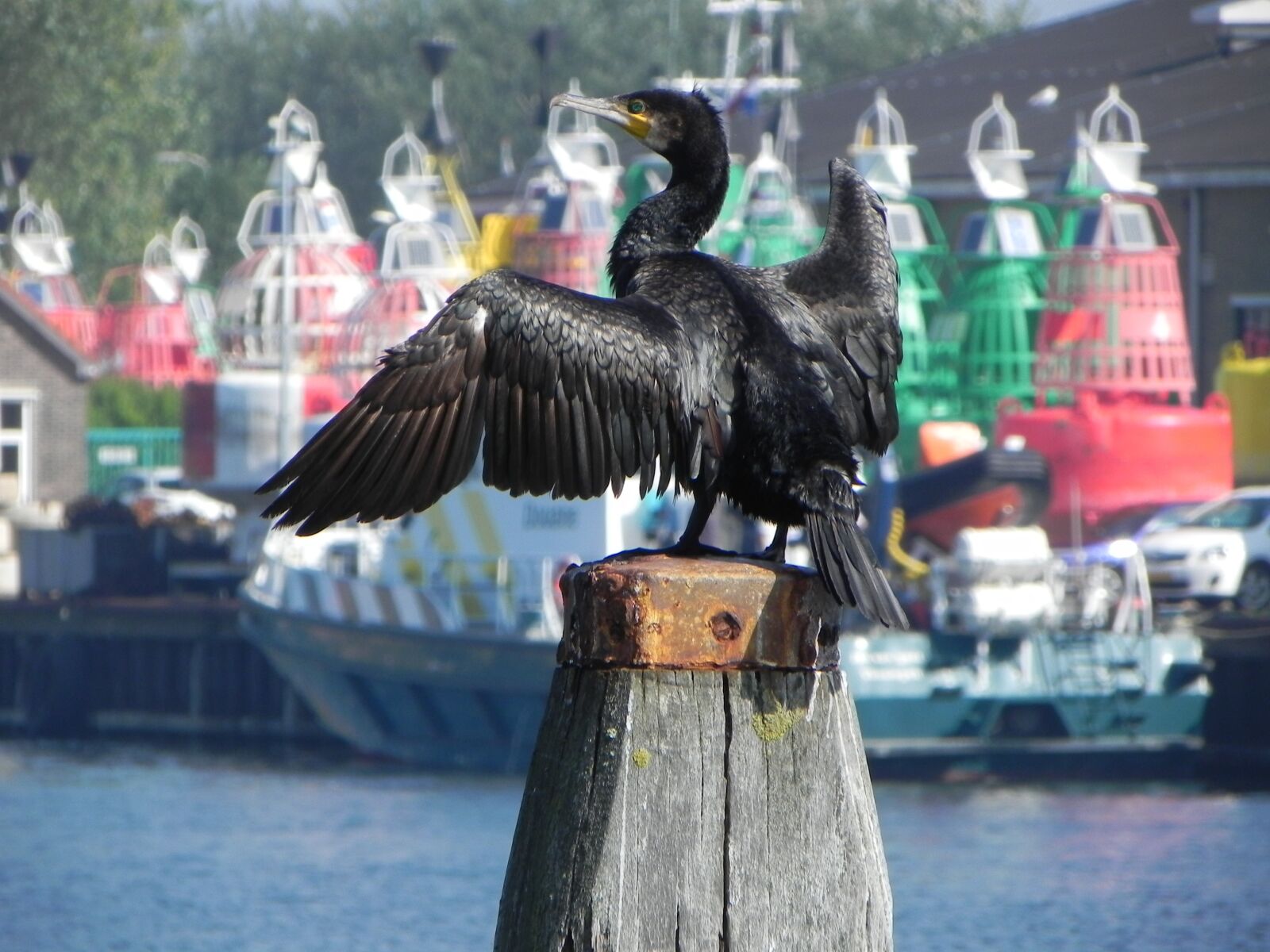 Nikon Coolpix P100 sample photo. Great cormorant, water, waterfowl photography