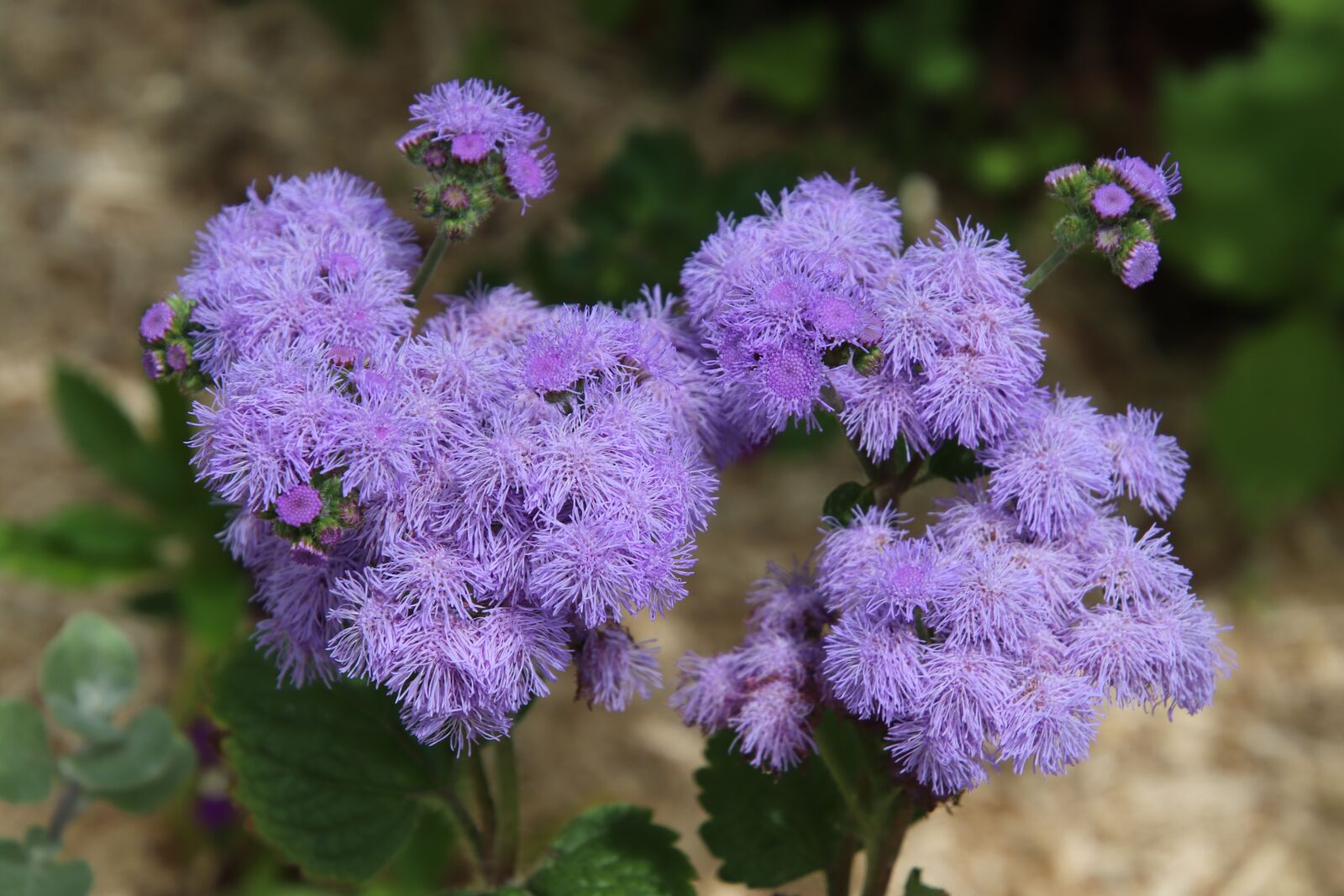 Canon EOS 800D (EOS Rebel T7i / EOS Kiss X9i) sample photo. Ageratum, plants, annual plants photography