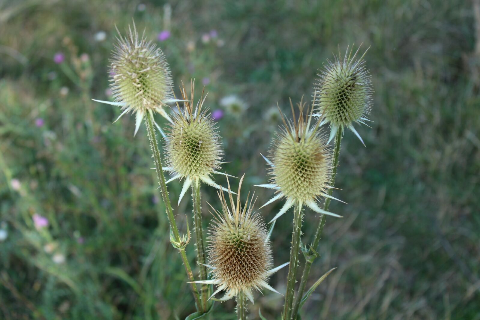 Canon EOS 1300D (EOS Rebel T6 / EOS Kiss X80) sample photo. Wildflower, stalk, szam rk photography