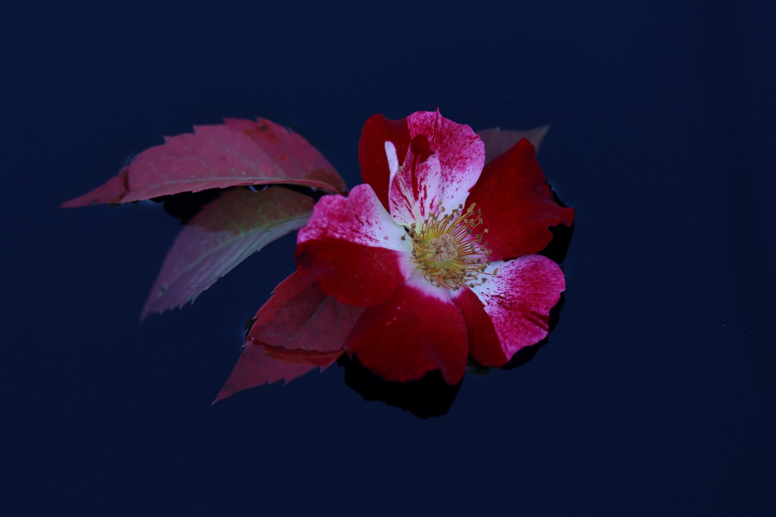 Canon EF-S 60mm F2.8 Macro USM sample photo. Rose, flower, red photography