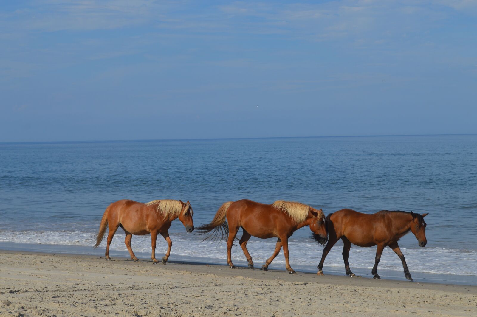Nikon D3200 sample photo. Horses, animals, beach photography